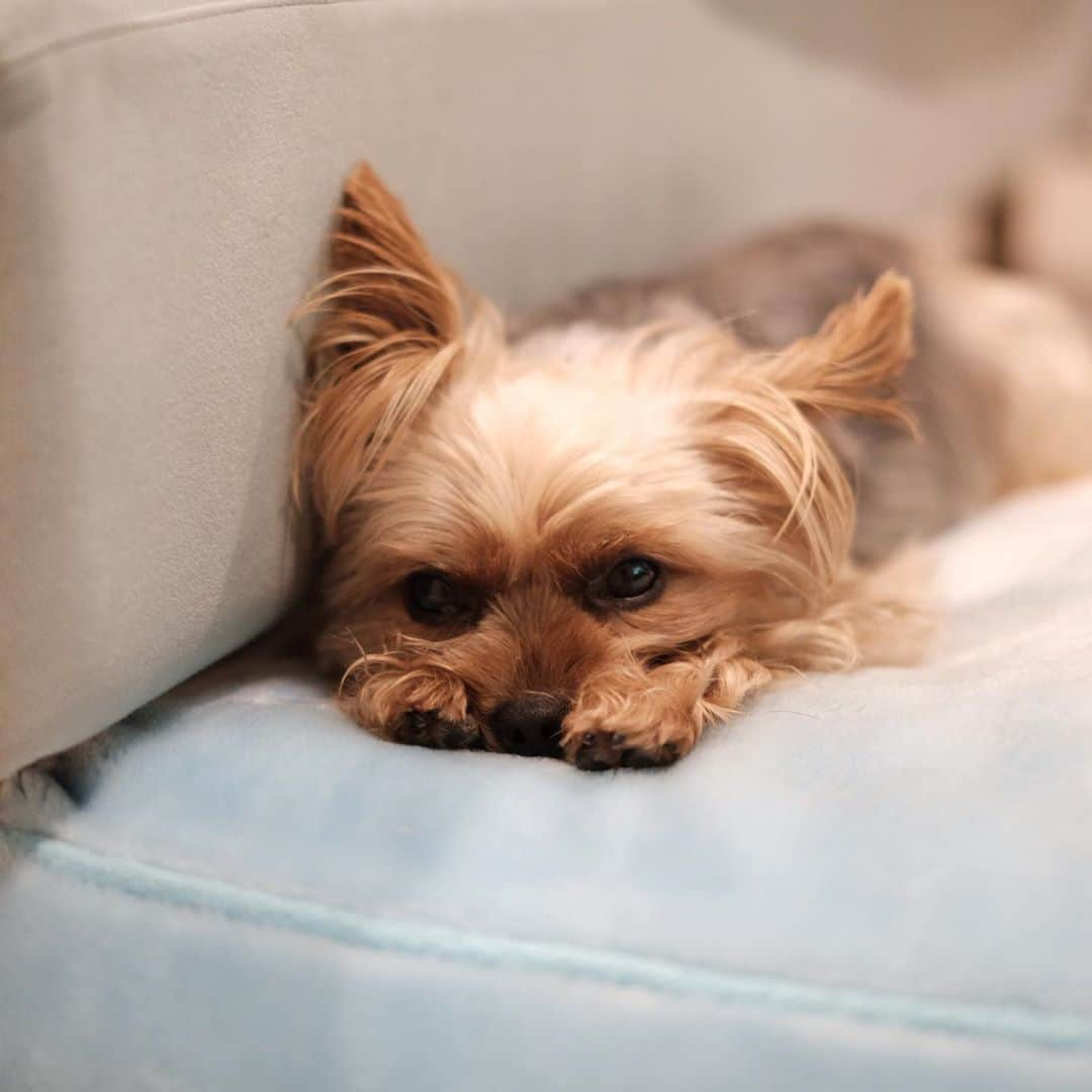 Rubyさんのインスタグラム写真 - (RubyInstagram)「😴😴😴  #yorkie #yorkshireterrier #ヨーキー #ヨークシャテリア  #proudyorkies_feature #yorkiesofficial #yorkiefamous #animalsco #bestwoof #dogsofinstaworld #dogofthedayjp #dogscorner #east_dog_japan #Happy_Pet #inulog #inutokyo #mofmo #thedodo #todayswanko #weeklyfluff #whim_fluffy #wooftoday #いぬら部 #ふわもこ部 #スタペグラム #ペピ友 #pecoいぬ部   #tokyocameraclub#東京カメラ部 #今日もx日和」9月17日 23時30分 - ruby_the_yorkie