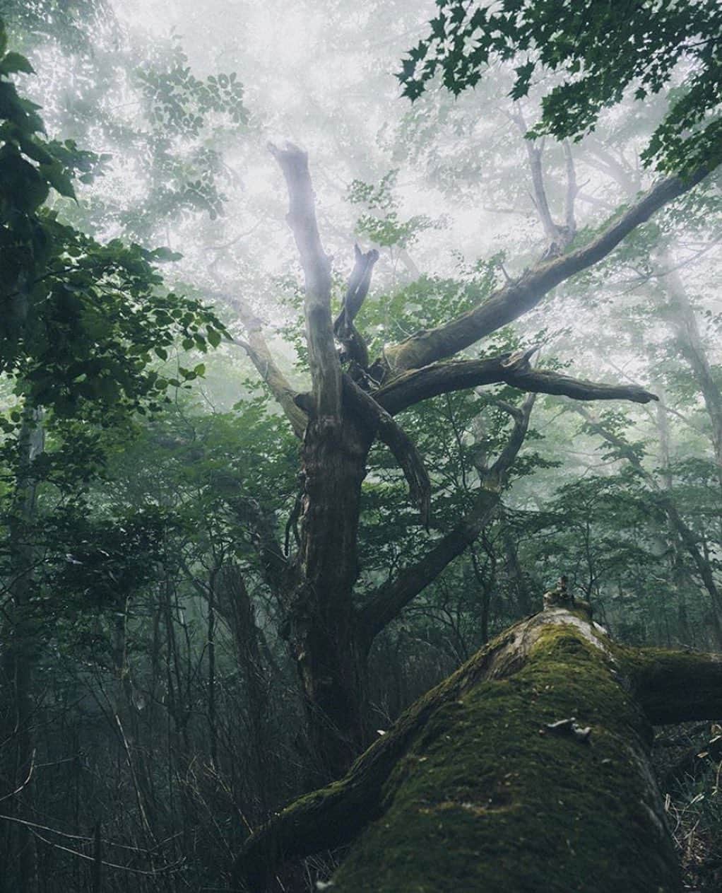 登山*トレッキング*アウトドア『.HYAKKEI』さんのインスタグラム写真 - (登山*トレッキング*アウトドア『.HYAKKEI』Instagram)「雨の森も幻想的で素敵ですよね！﻿ くじゅうの森の写真です。﻿ 静かな雨音が聞こえてきそうです。﻿ ﻿ photo by @masuosan0916  ﻿ あなたの山の思い出picを#hyakkeime で投稿してください！みんなで素敵なお山ギャラリーをつくりましょー！﻿ ﻿ ﻿ ﻿ #登山好きな人と繋がりたい #登山 #山登り #山歩き #山ガール #登山女子 #山ボーイ #山バカ #landscape #絶景 #日本の絶景 #as_archive #vsco #reco_ig #光と影 #空 #sky #自然美 #くじゅう」9月17日 23時45分 - hyakkei_me