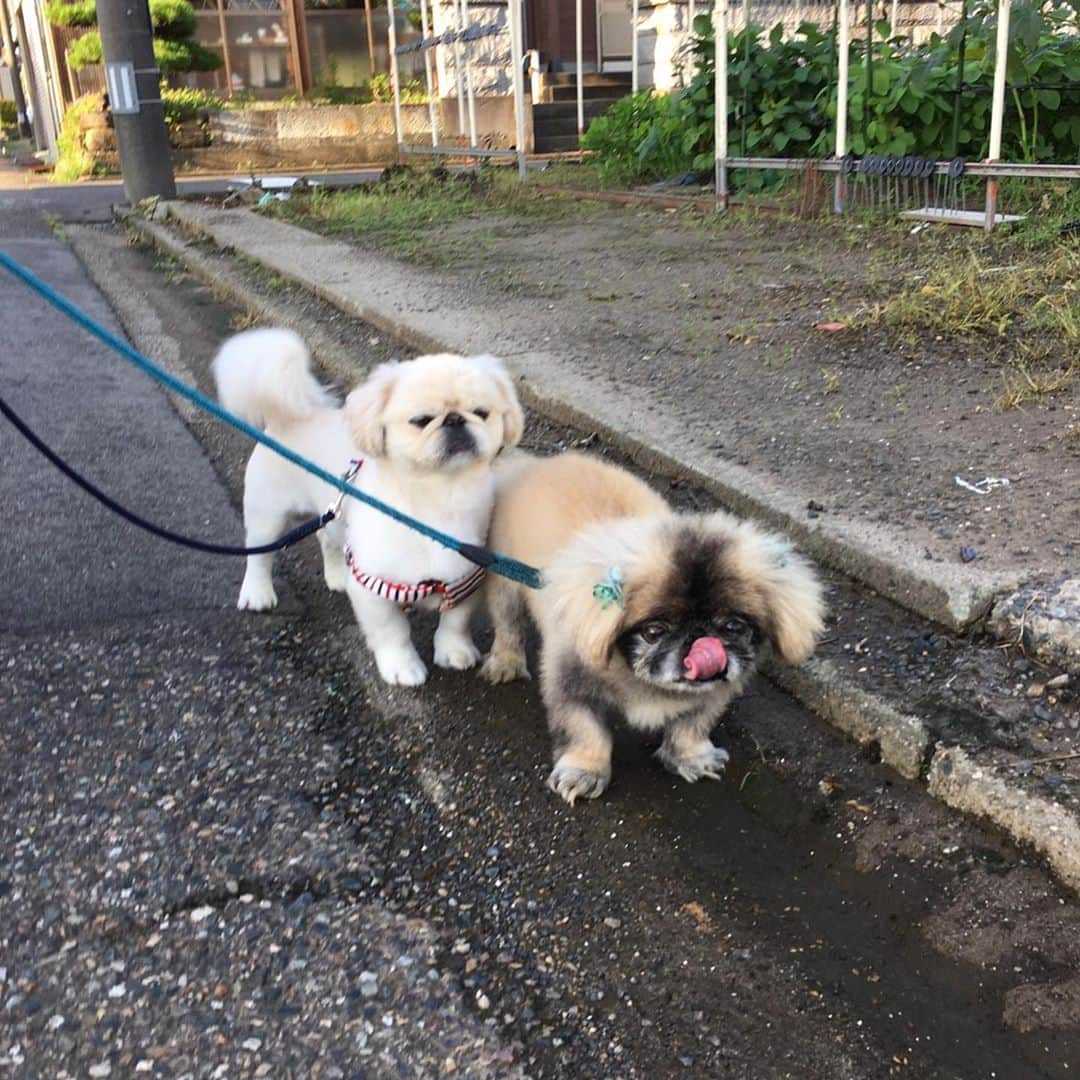 有田優理香のインスタグラム：「あすのキニナルは、ペットの防災についてです🐶🐱  私自身8歳の頃から犬と暮らしてきて、今はぺいちゃんと2人暮らし。長い間犬と共に過ごしてきた私にとってペットは大切な家族です。  多くの人にとって家族同然のペット。大事な家族を災害から守るためには飼い主の私たちの備えが必要なんです。ずっと気になっていたことを今回取材し、まとめることができました。  先日ストーリーにあげた質問にもたくさんの方に答えていただきました。皆さんのご意見のおかげで整理できました🙇‍♀️ 台風シーズンに入る今、ぜひご覧いただきたいです！あすのテレビ派です！  #広島テレビ　#テレビ派　#キニナル　#ペット防災 #pekingese #2匹の微妙な距離感　#最初に飼ったのは　#トイプードル」
