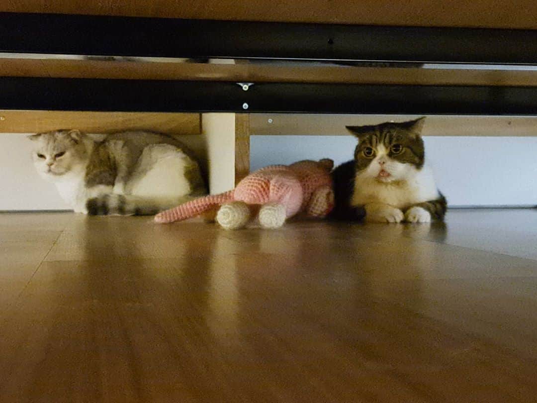 Som Siriさんのインスタグラム写真 - (Som SiriInstagram)「How do you get your cat out from under the bed ? 🤔😅 #cougarteamonlyyui  #cheetahteamonlyyui」9月18日 0時07分 - onlyyui