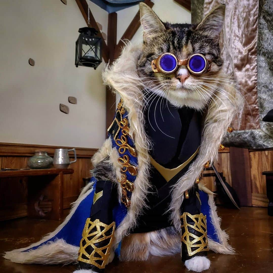 猫コスプレさんのインスタグラム写真 - (猫コスプレInstagram)「"Being better is something you have to work at, I guess."   #CriticalRole #BeauregardLionett #IsItThursdayYet  . . . . . . . . #criticalrolecosplay #Critters #criticalcosplay #cat #catcostume #catsinclothes #catsofinstagram #catstagram #petclothes #PetCostume #halloween #halloweenseason #halloweenideas #beauregardcosplay #beauregardlionettcosplay #beauregard #fanart #criticalrolefanart #DungeonsandDragons #dnd #monk」9月18日 0時22分 - cat_cosplay