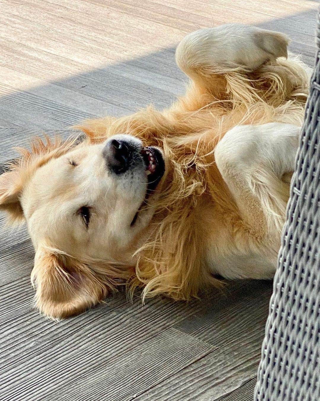 ブルース・ウェーバーさんのインスタグラム写真 - (ブルース・ウェーバーInstagram)「Bonito looking like a lion in a pride, Montauk, NY 🐾.」9月18日 0時35分 - bruce_weber