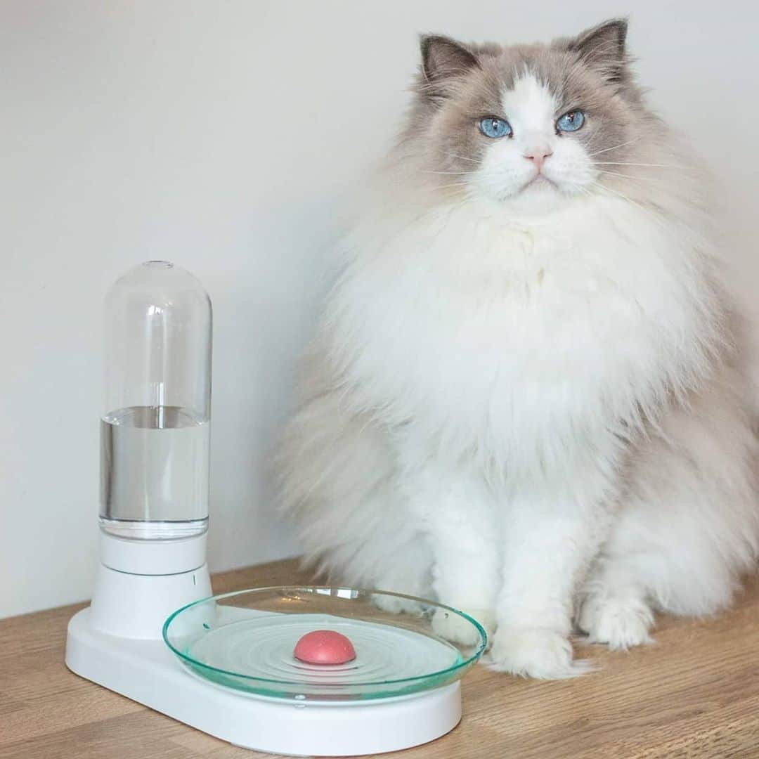 Princess Auroraのインスタグラム：「She loves drinking water from her water fountains 😻💦 • This one is from @meet_kittyspring and is cool since it doesnt have a motor, which means its completely silent. • She's really good at posing with products 😹 . . . #cats #fountain #catsofinstagram #cats_of_instagram #bestmeow #instacat #kittyspring #ad #ads #sponsored」