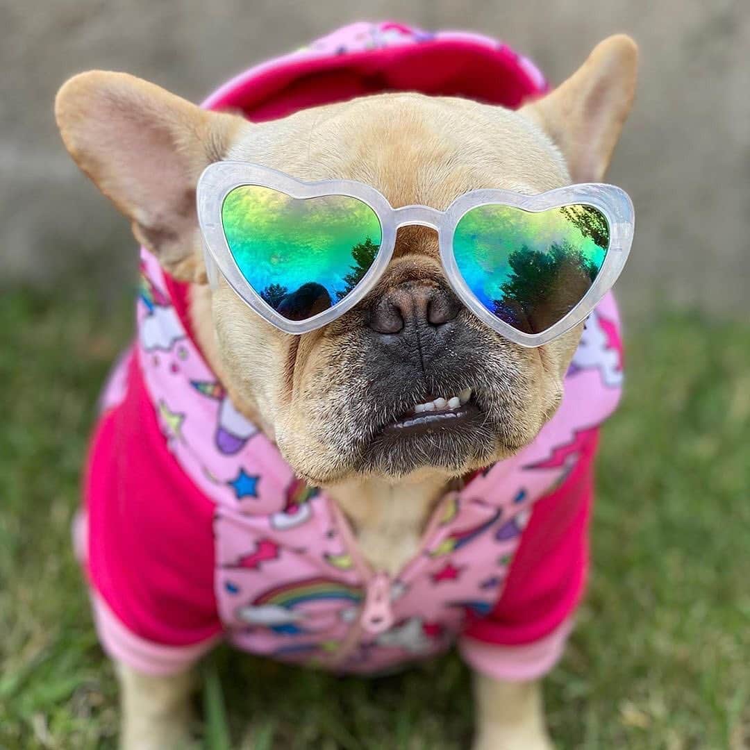 Regeneratti&Oliveira Kennelさんのインスタグラム写真 - (Regeneratti&Oliveira KennelInstagram)「New hoodie who dis?  @frenchiecouture 😎  . . .  Shop  @frenchie_bulldog ⚡️THE COOLEST⚡️ swag for your pup! 🎁 Get 10% off  with code jmarcoz10 🐾   . . . . . #frenchie #frenchies  #französischebulldogge #frenchbulldog #frenchbulldogs  #dog #dogsofinstagram #frenchies1 #bully #bulldog #bulldogfrances #フレンチブルドッグ #フレンチブルドッグ #フレブル #ワンコ #frenchiesgram #frenchbulldogsofinstagram #ilovemyfrenchie #batpig #buhi #squishyfacecrewbulldog」9月18日 1時23分 - jmarcoz