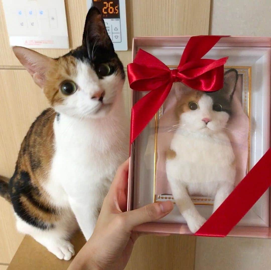 のインスタグラム：「Meowny well spent⠀ ⠀ 📷@cocozaza_ with @sumsum_felt⠀ ⠀ #meowed #cocozaza #숨숨펠트 #양모액자 #맞춤제작」