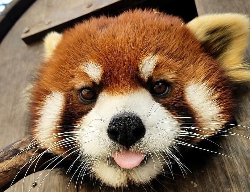 People Magazineさんのインスタグラム写真 - (People MagazineInstagram)「The Memphis Zoo is mourning the loss of a beautiful soul. 💔 The Tennessee zoo announced the tragic news that red panda Xing had been euthanized. "We are saddened to announce that Xing, our red panda in CHINA, was euthanized due to a rapidly progressive, irreversible neurological condition," the zoo wrote. Xing was described by zookeepers "as an exceptionally handsome red panda," and his favorite treat was frozen grapes. 📷: Memphis Zoo/Twitter」9月18日 2時16分 - people