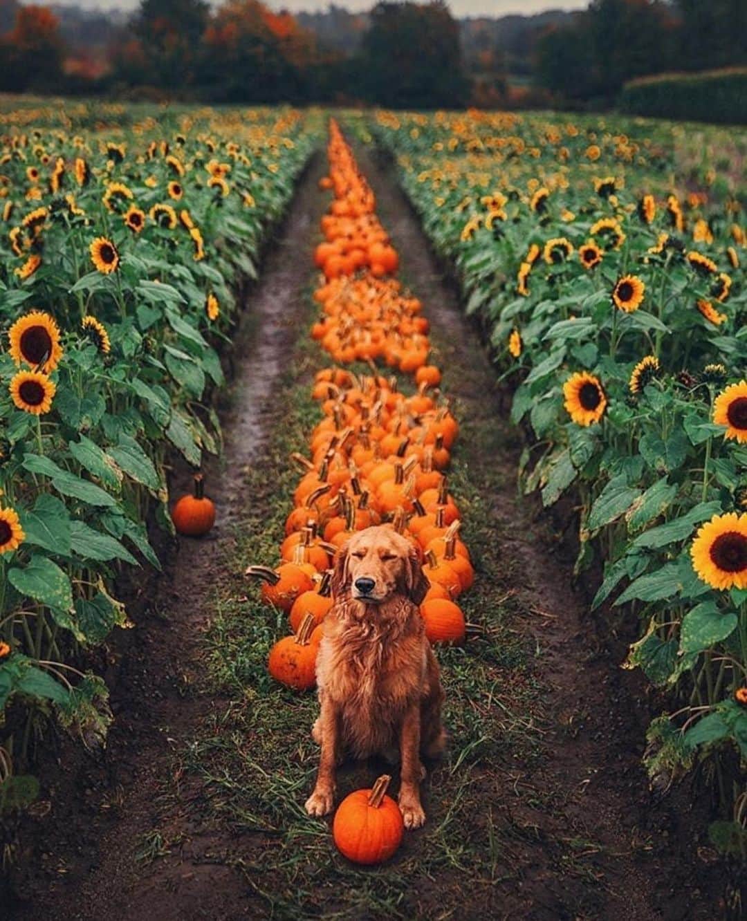 animalsさんのインスタグラム写真 - (animalsInstagram)「Which photo is your favorite? 🧡 Photos by: @kjp TAG someone who's excited for Autumn 🐶🍁」9月18日 3時03分 - babyanmlpics