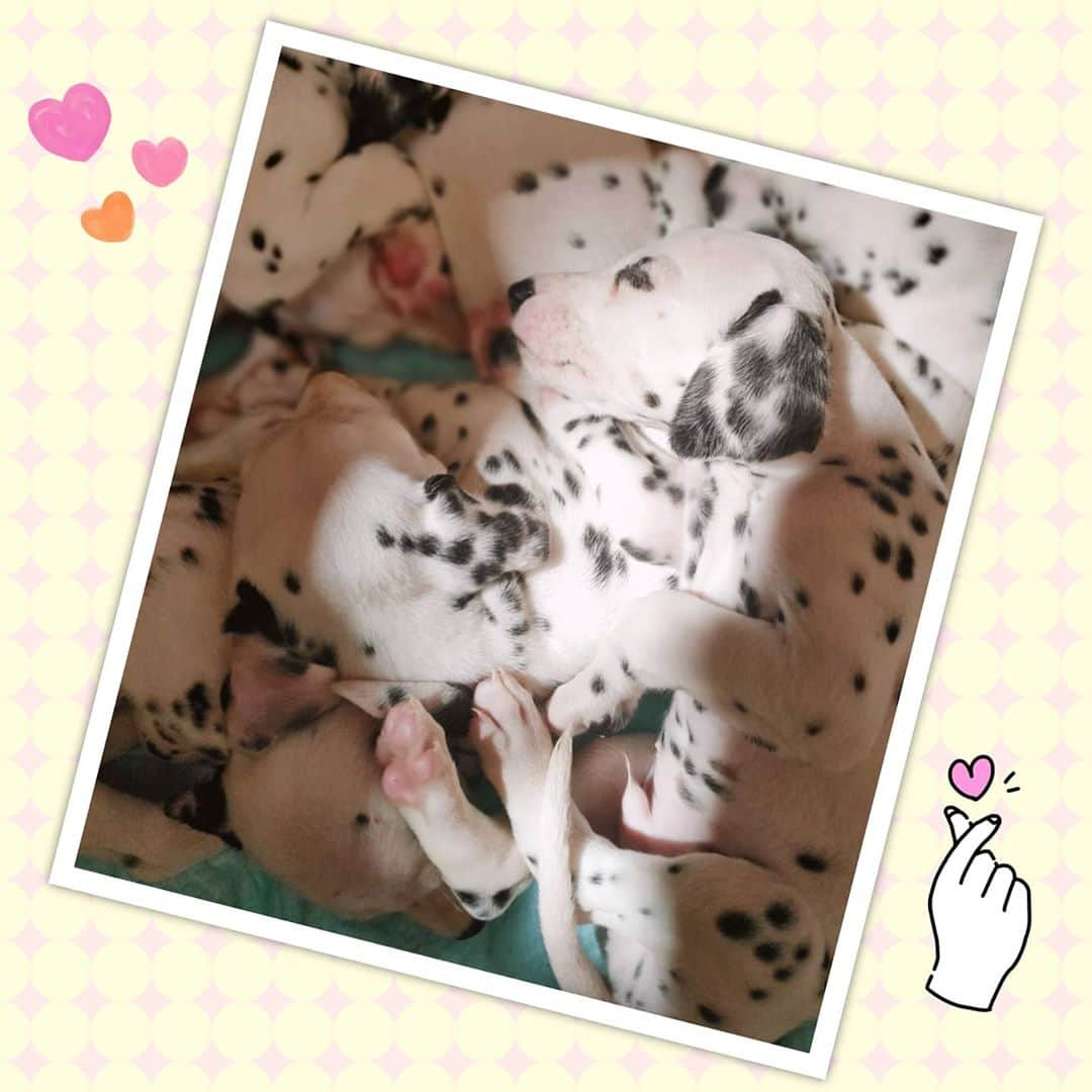 歌倉千登星のインスタグラム：「子犬。 だいぶ大きくなりました。  すやすや寝てます...zzz  #子犬 #犬のいる暮らし #ダルメシアン #101わんちゃん  #犬 #寝てる #おやすみ #可愛い」