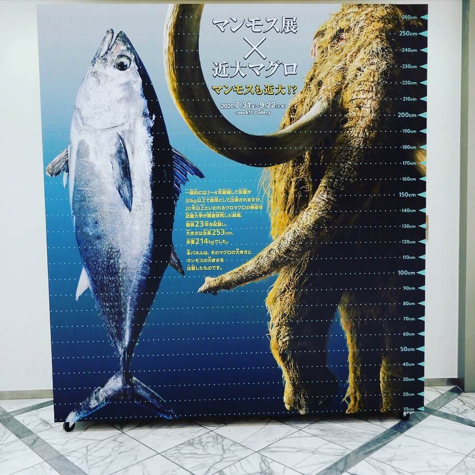 ローチケ（ローソンチケット）のインスタグラム：「#マンモス グッズ多彩✨  #マンモス展 （ @mammothten ）-その『 #生命 』は蘇るのか- #9月22日 まで開催🎉  大阪南港ATCギャラリー（大阪）では現在、マンモス展が行われています🎶永久凍土から発掘された世界初公開を含む数々の古代の動物たちの冷凍標本が展示📝そのほか #近畿大学 による「#マンモス復活プロジェクト」は必見です。#フォトスポット には近畿大学の #マグロ とマンモスと一緒に撮れるパネルも展開中です✨  ローチケでは入場チケットを販売中🎫 詳しくは 「大阪マンモス展　ローチケ」でネット検索📲」