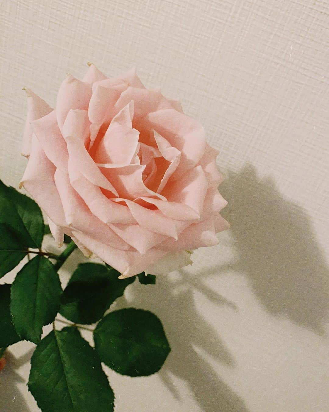 浅田舞さんのインスタグラム写真 - (浅田舞Instagram)「𝑩𝒆𝒂𝒖𝒕𝒊𝒇𝒖𝒍 𝒓𝒐𝒔𝒆🌹」9月18日 13時25分 - asadamai717