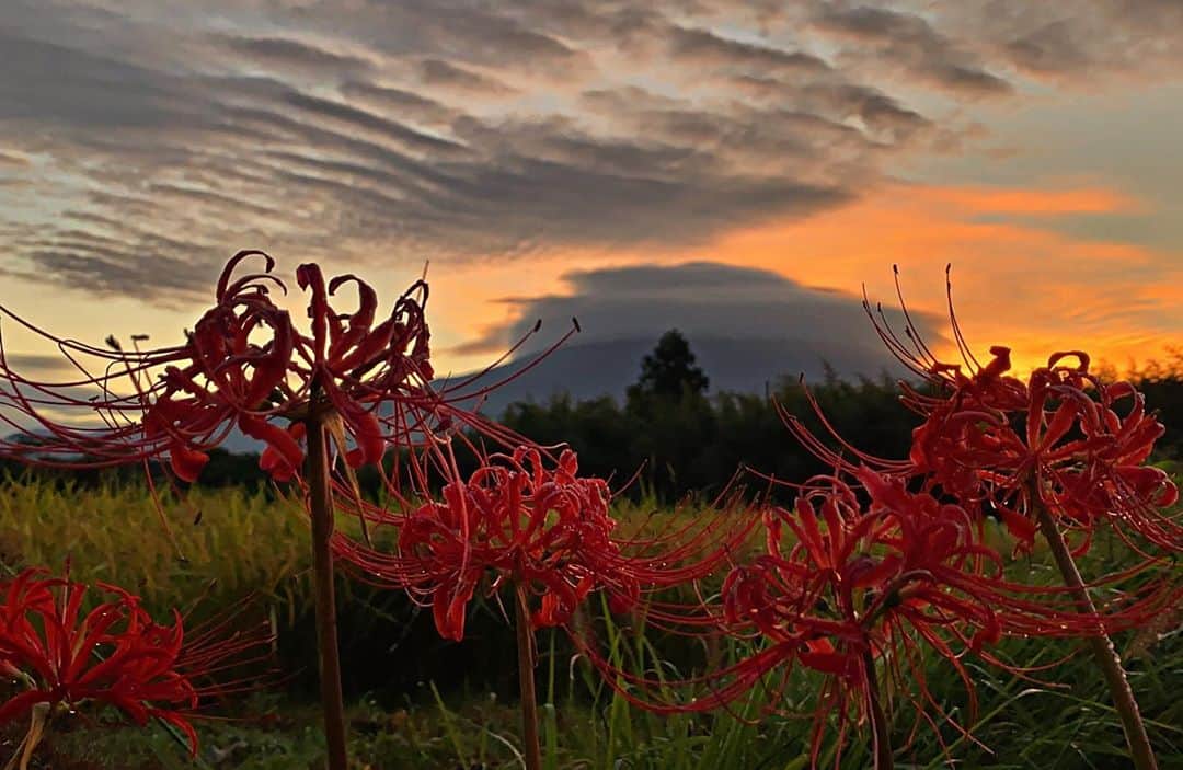 phantastic420のインスタグラム：「. 🤩🤩“Shizuoka” prefecture in Japan is a place where you can see the most “phantastic” Mt. Fuji🗻 in the world.🤩 #富士山 #mtfuji #japan #shizuoka #fujinomiya  #宮すた #miyasta @fujinomiyacity  #phantastic420photography #mostphantasticmtfuji #selamatpagi  #goodmorning  #おはようございます 😇😇😇😇😇😇😇🗻😇😇😇😇 #曼珠沙華」