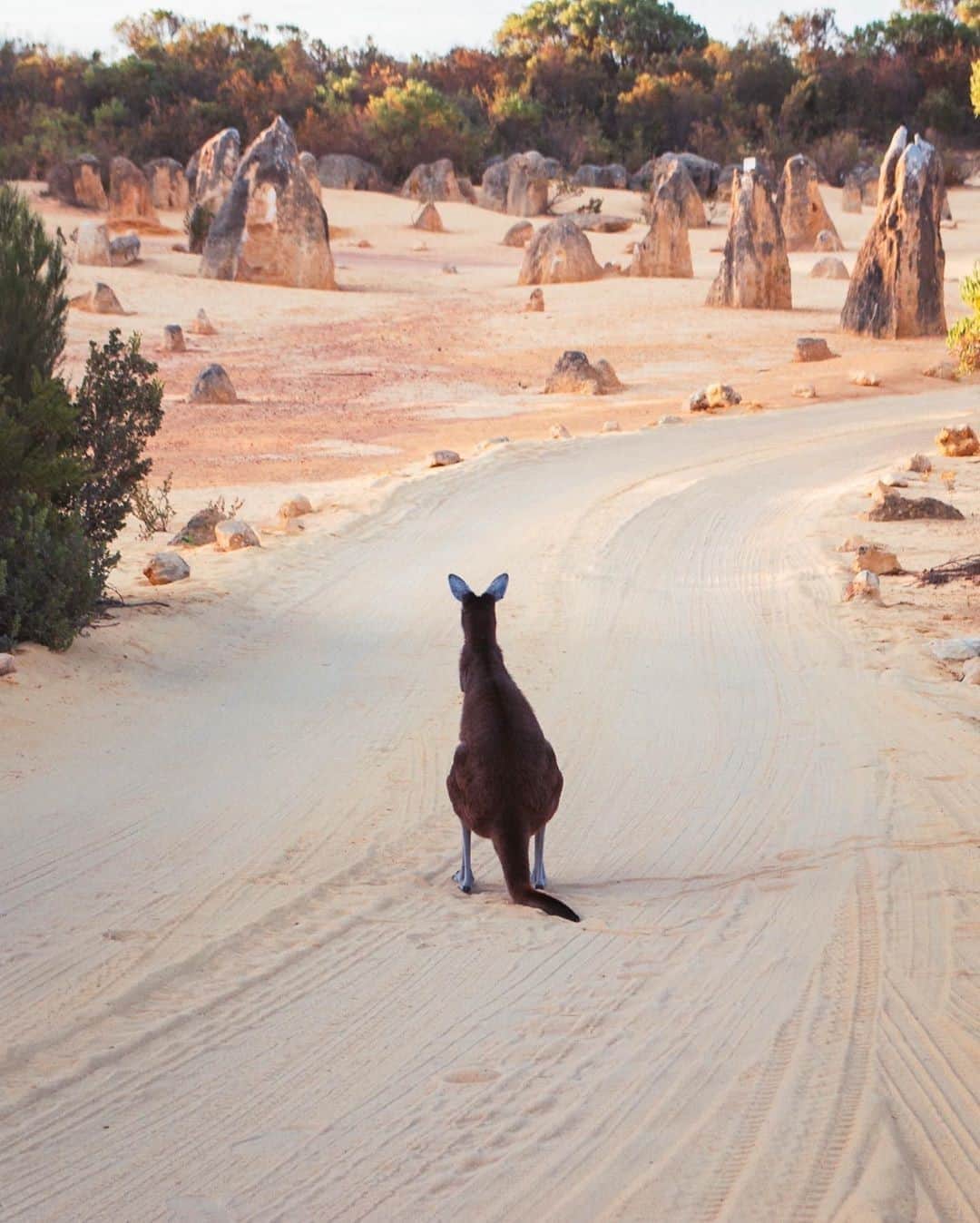 Australiaさんのインスタグラム写真 - (AustraliaInstagram)「The #PinnaclesDesert is so surreal even the local #kangaroos can’t help but stop and stare 👀 @rankinsteinmonster captured this inquisitive fellow exploring the otherworldly rock formations in #NambungNationalPark in @westernaustralia’s @australiascoralcoast region. These fascinating limestone pillars tower up to three metres tall and were formed by erosion several million years ago, making for some seriously good Instagram snaps. You can take a day trip up to the #Pinnacles from @experienceperth; it's around two hours' drive to get there. Alternatively, take a road trip through the beautiful @australiascoralcoast region - there are loads of awesome places to stop at along the way! #seeaustralia #thisisWA #wanderoutyonder #australiascoralcoast」9月18日 5時00分 - australia