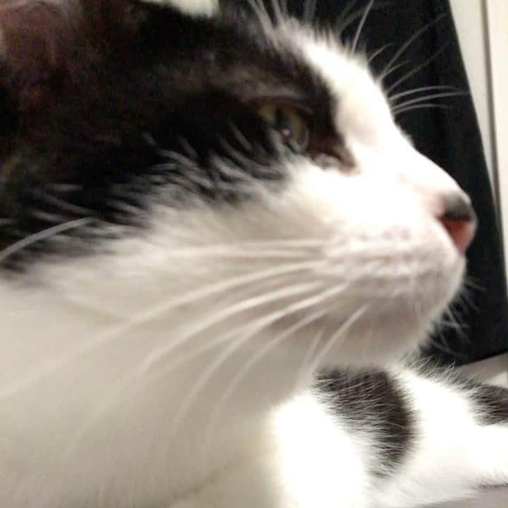ぽんずのインスタグラム：「鼻ひくひく  #ねこ#猫#cat#猫好き#親バカ#はちわれ#ハチワレ#はちわれ猫#ハチワレ猫#白黒猫部#にゃんすたぐらむ#ilovecat#猫大好き#うちの猫自慢#白黒猫 #我が家のぽんずくん #ちゅーちゅー妖怪」