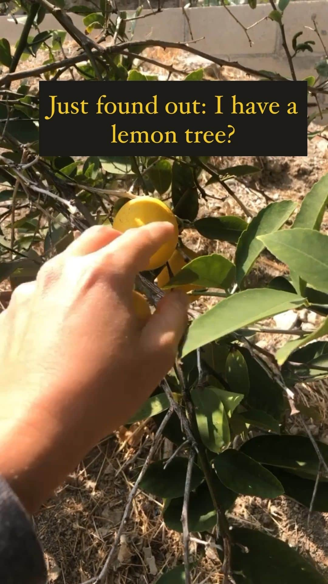 バネッサ・レイのインスタグラム：「🍋 🌳」