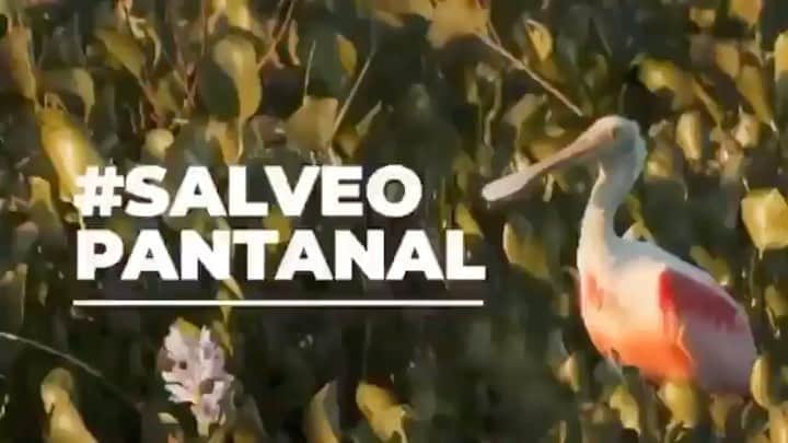ナタリア・ディルのインスタグラム：「#SalveoPantanal 🍃   #repost @342amazonia ・・・ O número de focos de incêndio aumentou mais de 1800%  Já PERDEMOS mais de 10% do BIOMA INTEIRO, inclusive 32% da Reserva Particular do Patrimônio Natural (RPPN) Sesc Pantanal, a maior do país. O resultado disso tem sido encontrar animais carbonizados ou com partes do seus corpos queimados: serpentes, lagartos, jabutis, jacarés, tamanduás, macacos, antas, onças-pintas, diversas espécies que sua casa é o Pantanal. ⠀ Na tentativa de minimizar o sofrimentos dos animais resgatados por grupos atuantes na região, uma força tarefa coordenada pelo Comitê do Fogo (órgão colegiado que reúne diversas instituições de governo, terceiro setor e iniciativa privada) construiu um Posto de Atendimento Emergencial a Animais Silvestres – PAEAS Pantanal. Estamos com a campanha de crowdfunding, e PRECISAMOS DE VOCÊ para podermos salvar estes animais. ⠀ O investimento financeiro, obtido com as doações, será revertido para suprimentos como: medicação, equipamentos de resgate e uso veterinário, veículos para resgate, alimentação dos animais em reabilitação, entre outros. ⠀ PRECISAMOS DE VOCÊ PARA GARANTIR A VIDA DESSES ANIMAIS! ⠀ COMO DOAR? ⠀ ⠀ 👉Acessando o link na Bio DE @amparanimal ou digite no seu navegador e faça a sua doação ⠀ https://voaa.me/vaquinha-pantanal ⠀ 💪SEJA UM VOLUNTÁRIO - PRECISAMOS DE ESPECIALISTAS Se você é médico(a) veterinário(a) com especialização em animais silvestres e experiência de atuação/resgate em situações adversas, seja um voluntário. Entre em contato pelo e-mail contato@amparanimal.org.br e coloque, no título: VOLUNTARIADO NO PANTANAL. ⠀ Fontes: https://mla.bs/ccb1ba70 https://mla.bs/f8197ec9 https://mla.bs/3076dd68 ⠀ @amparanimal #amparasilvestre #somostodossilvestres #emdefesadosanimais #protecaoanimal  #342Amazonia」