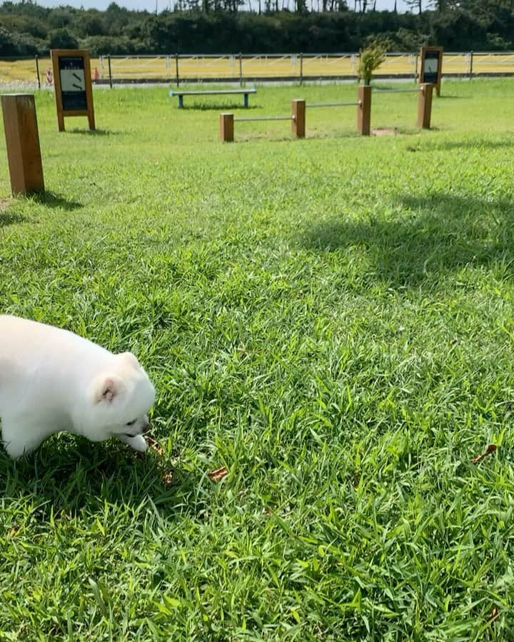 ニコちゃんのインスタグラム