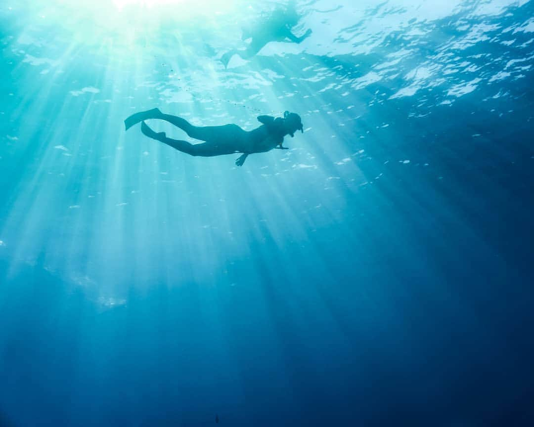 And Youさんのインスタグラム写真 - (And YouInstagram)「Dive deep and let go of negativity. ​. ​. ​. ​. ​. ​. ​. ​. ​. ​. ​. ​. ​. ​#hawaii #oahu #sealife #ocean #dive #oahuvacation #snorkeltour #underwater」9月18日 6時10分 - dolphinsandyou