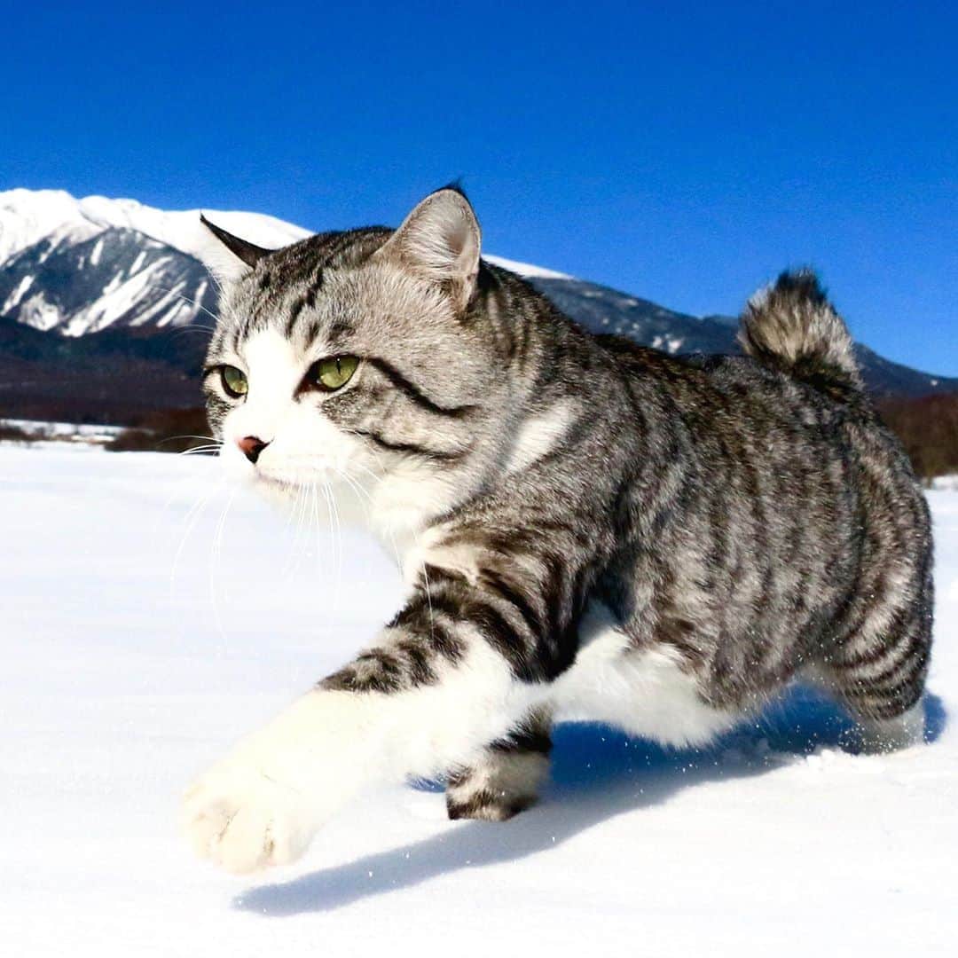 Nyankichi Noranekoさんのインスタグラム写真 - (Nyankichi NoranekoInstagram)「いつか、南極大陸をパトロールしたいにゃり😸  有朝一日想在南極大陸巡邏喵哩😸  Someday I wanna patrol the Antarctica meow😸  #猫 #cat #고양이 #แมว #貓 #кошка #wats #chat #ニャンスタグラム #gato #catsofinstagram #ねこ部 #旅猫 #cats #aso #japan #猫写真 #ねこ #seekor #ネコ #kitty #catlover #パトロール #kucing #kucinglucu #八ヶ岳 #長野 #nagano」9月18日 6時21分 - noraneko_nyankichi