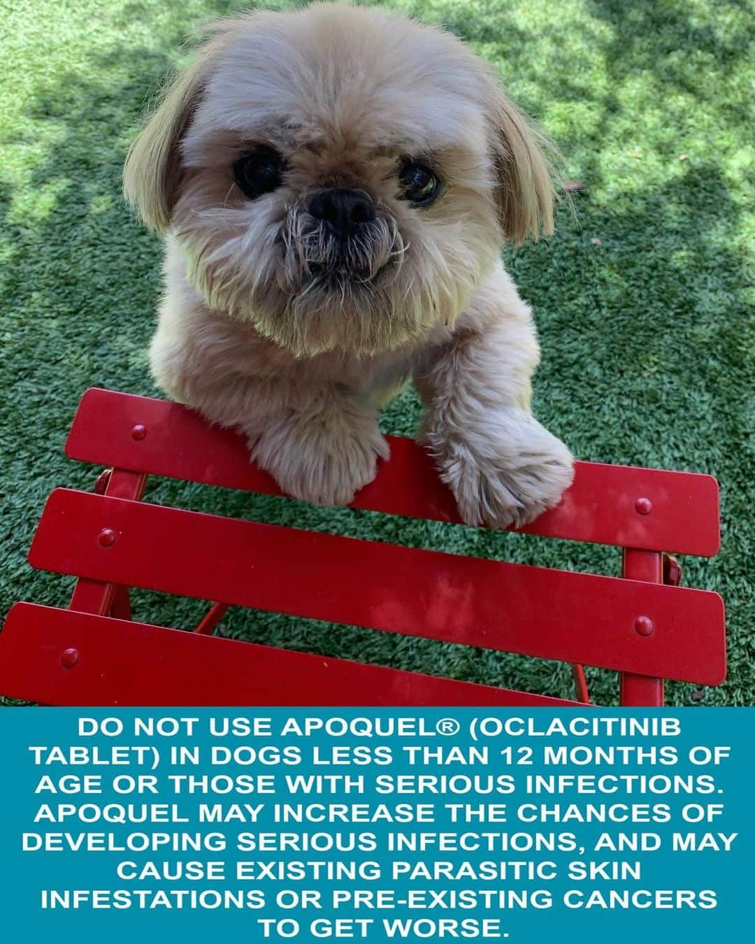 Dougie the Shih Tzuさんのインスタグラム写真 - (Dougie the Shih TzuInstagram)「#ad See Prescribing Information here: https://bit.ly/32QXSB6  Seasonal allergies used to mean constant itching and licking for Dougie. Thankfully, our vet prescribed APOQUEL (oclacitinib tablet) which provides much-needed relief from allergic itch. Visit ApoquelDogs.com for more info or talk with your veterinarian to see if APOQUEL is right for your dog.」9月18日 6時47分 - dailydougie