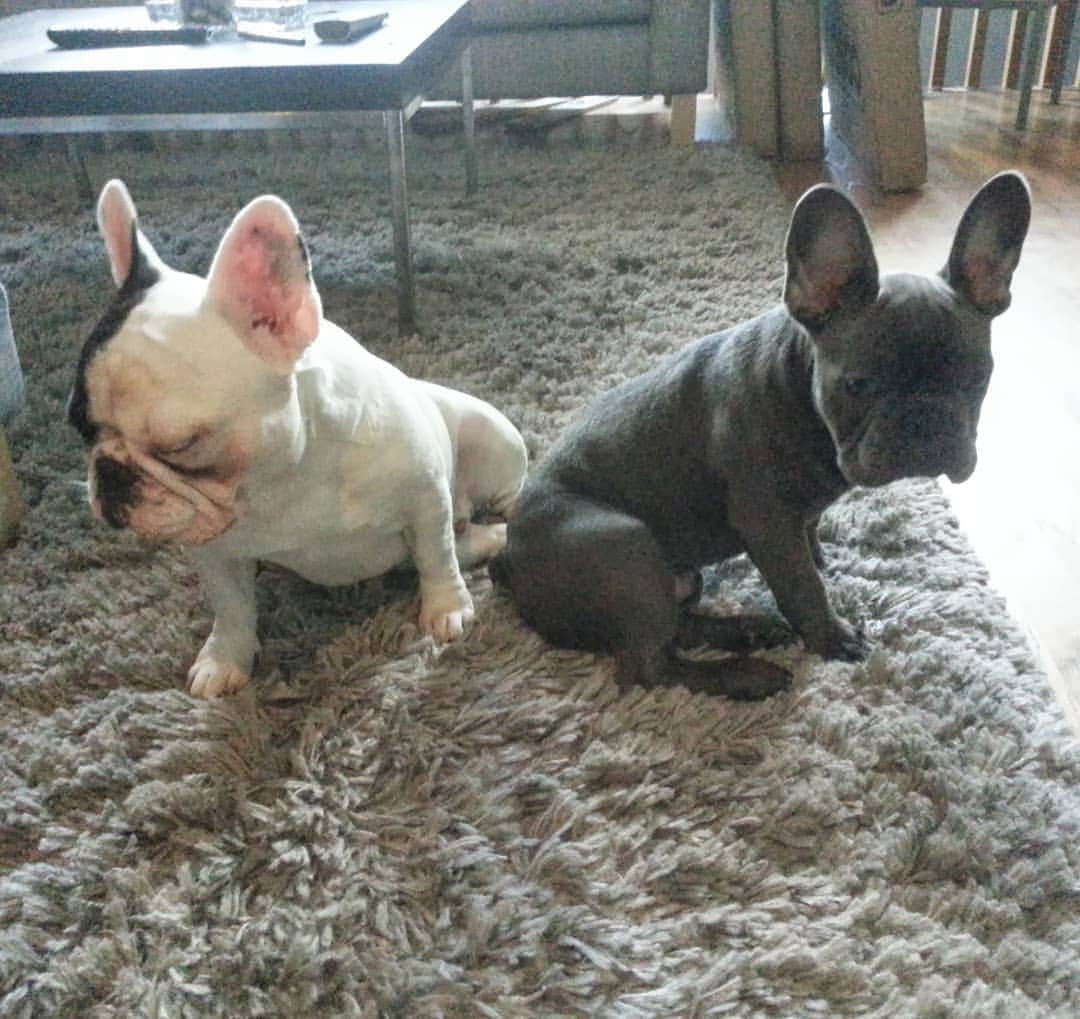 Manny The Frenchieのインスタグラム：「Throwback to realizing this guy was here to stay. 😔 @frank_the_funnyfrenchie」