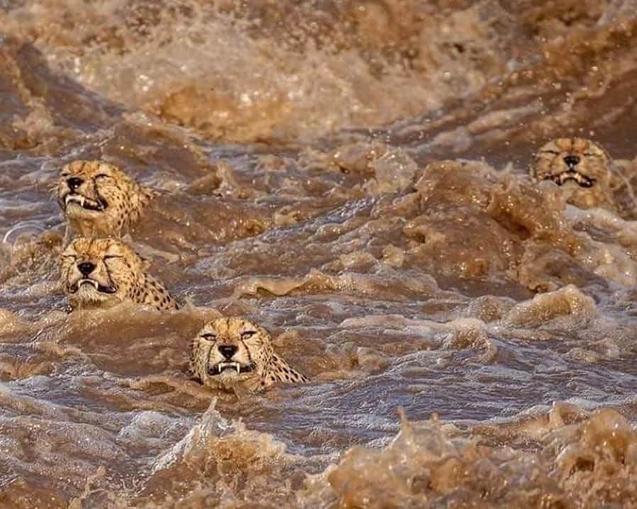 WildLifeさんのインスタグラム写真 - (WildLifeInstagram)「Post via @wonderousnature ・・・ SWIMMING FOR LIFE IN MAASAI MARA  A very unique situation to witness made the perfect ending to the day when the five cheetah brothers decided to cross the flooded Talek River despite of high current and the danger of crocodiles. The three biggest were the first to cross, the two others followed a little while after. They all made it to the other side!  Thanks to the guides of Oltepesi Tented Safari Camp for perfect positioning and guiding!  Photo credit: @captures_by_buddhilini  Taken from Wild Dog Film School in Facebook.  #cheetah #Maasaimara #savecheetahs #shizzyswildcatrescue #cheetahs #cheetahsofinstagram」9月18日 7時20分 - wildlifepage