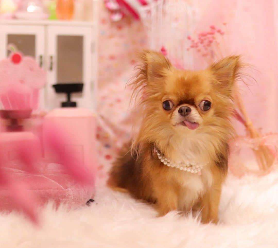 kayoのインスタグラム：「* * * 今月の撮影セットは メルヘンチック🛁🎀 * * kulio💗 * * #dogsalonmotto #トリミング #chihuahua#chihuahualove#dogstgram#dog#instadog#チワワ#チワワ大好き#チワワのいる暮らし * *」