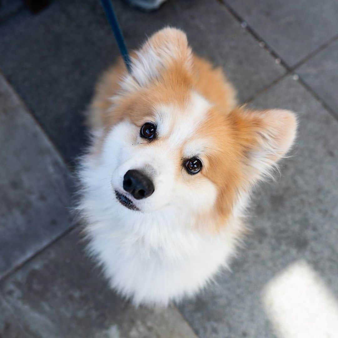 The Dogistさんのインスタグラム写真 - (The DogistInstagram)「Eli, Pembroke Welsh Corgi (8 y/o), Water Street, Woods Hole, MA • “His favorite toy is a frog.”」9月18日 8時09分 - thedogist