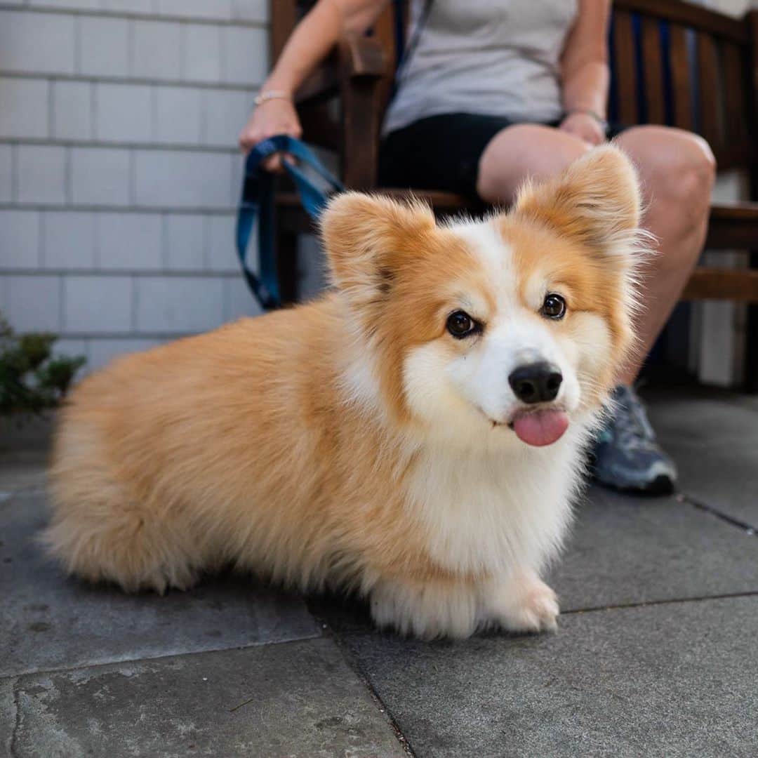 The Dogistさんのインスタグラム写真 - (The DogistInstagram)「Eli, Pembroke Welsh Corgi (8 y/o), Water Street, Woods Hole, MA • “His favorite toy is a frog.”」9月18日 8時09分 - thedogist