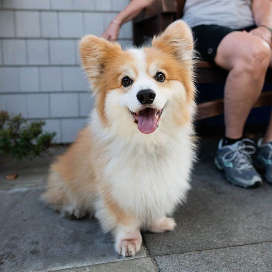 The Dogistさんのインスタグラム写真 - (The DogistInstagram)「Eli, Pembroke Welsh Corgi (8 y/o), Water Street, Woods Hole, MA • “His favorite toy is a frog.”」9月18日 8時09分 - thedogist