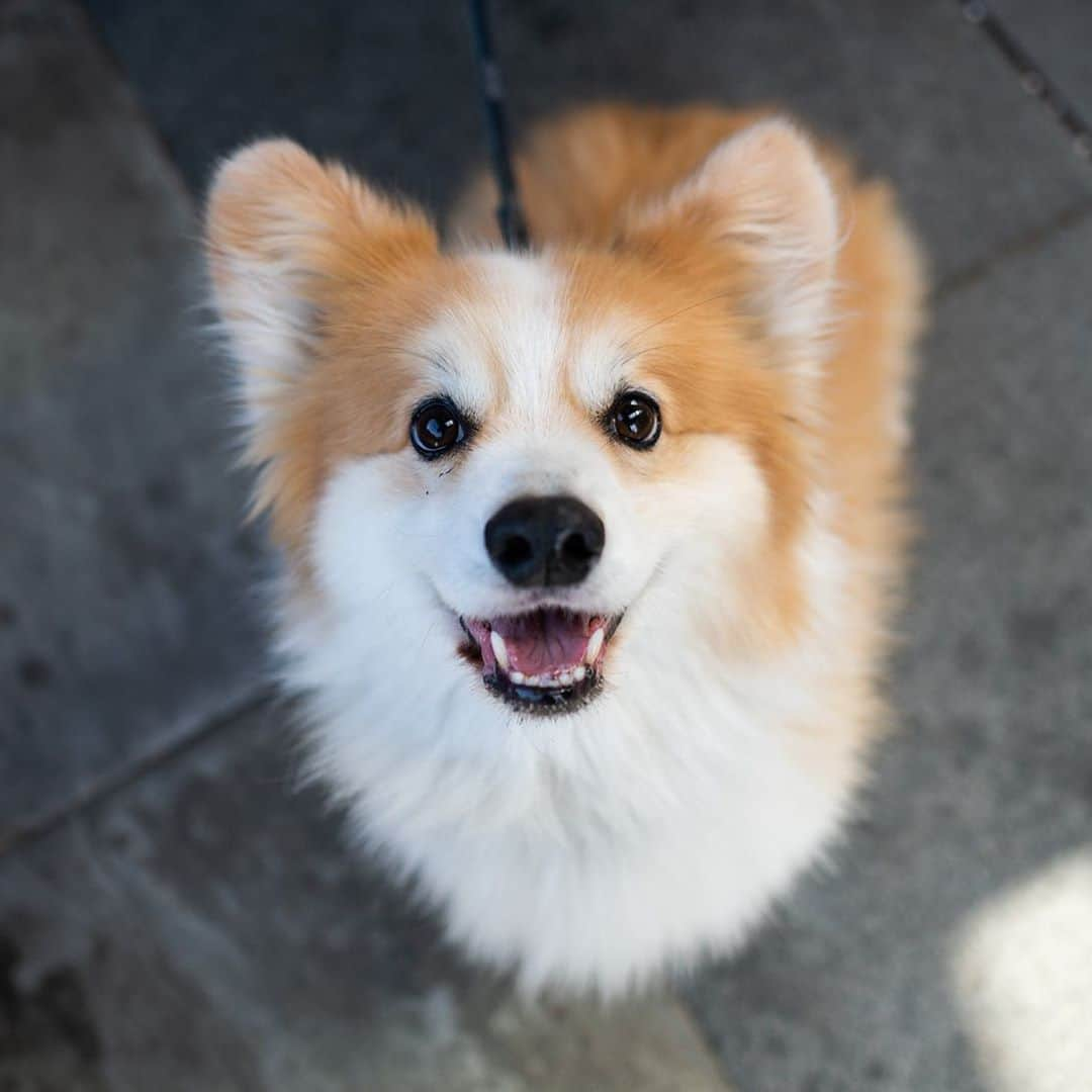 The Dogistさんのインスタグラム写真 - (The DogistInstagram)「Eli, Pembroke Welsh Corgi (8 y/o), Water Street, Woods Hole, MA • “His favorite toy is a frog.”」9月18日 8時09分 - thedogist