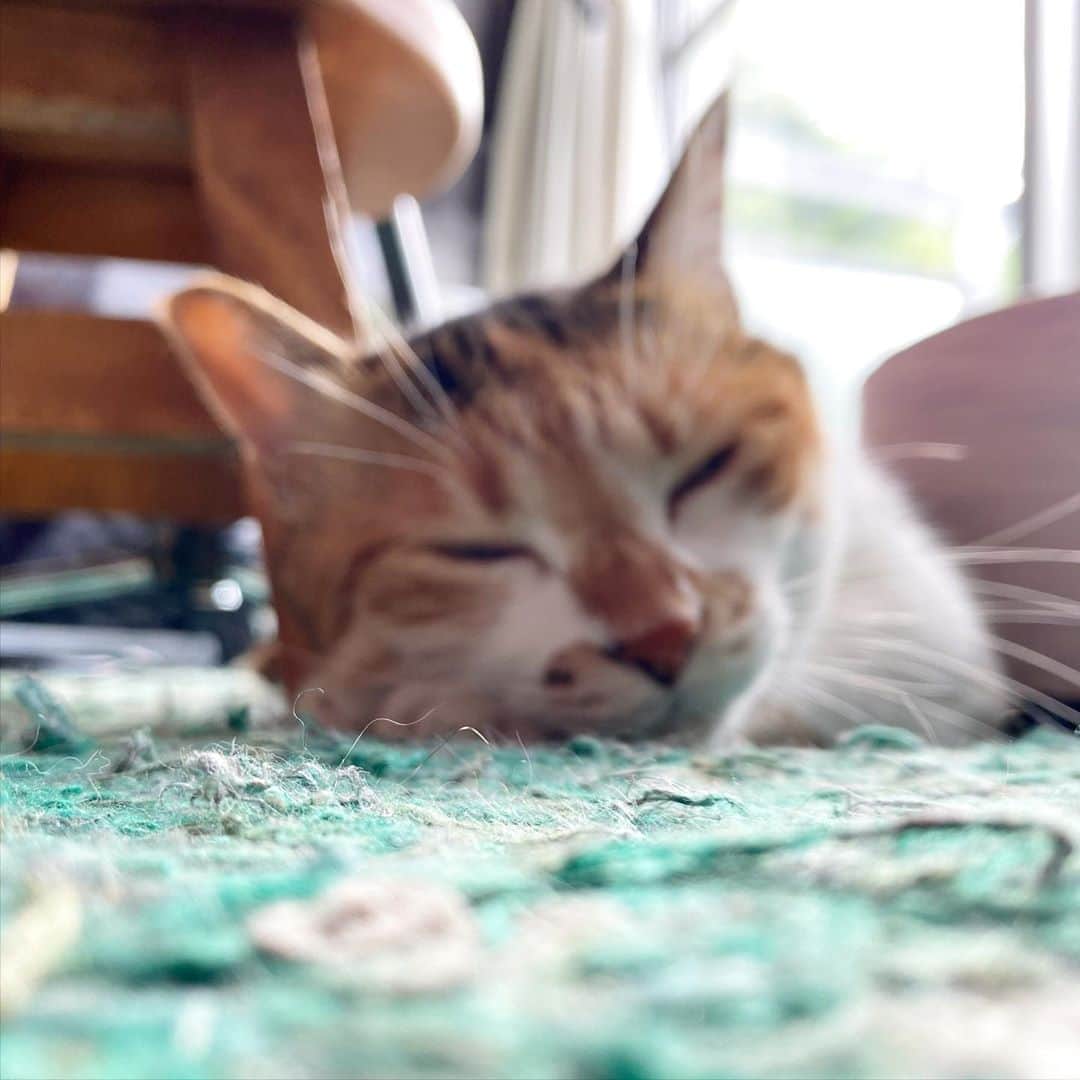 山田稔明さんのインスタグラム写真 - (山田稔明Instagram)「おはよ。散らかったとこで寝てるなあ。 #ポチ実 #三毛猫」9月18日 8時39分 - toshiakiyamada