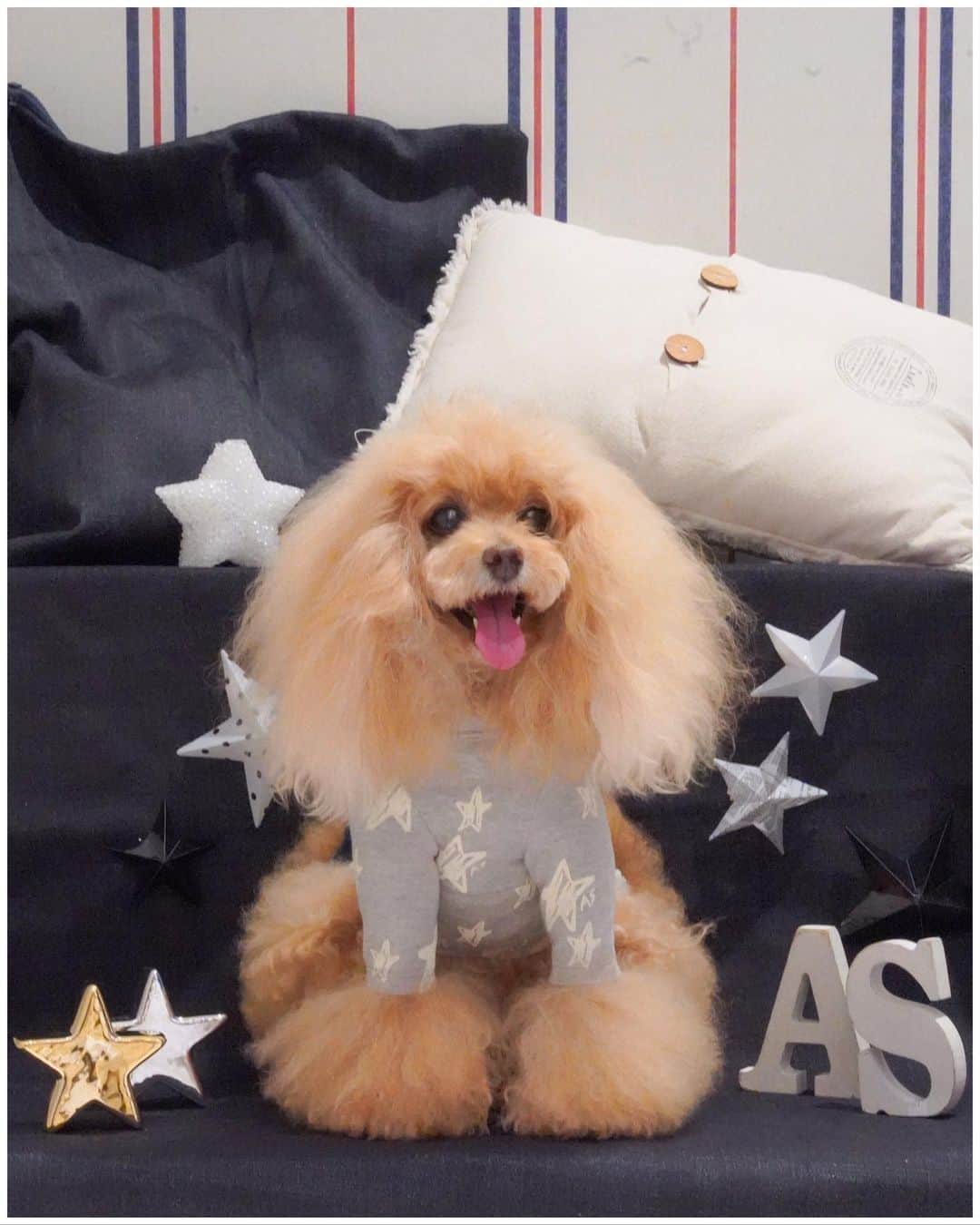 Toypoodle Mikuru?Asakusa Tokyoのインスタグラム：「20200918 Friday. 【Mikuru information🌟】 as know as de wan マロニエゲート銀座店限定 本日より発売開始です💕 . 柔らかい素材で⭐️柄 キラキラチュールか裾に付いてます。 取外し可能ですよ。 . ⭐️N袖キラリ☆スターロンT ⭐️W00743 / ¥7,200+TAX . 画像のみくるはsize1を着用しております🥰 体重は3キロ程です。ご参考まで。 . 予約忘れた方も、店頭販売分もあるそうです👏🏻 サイズによってはナイかも😱 お電話でご確認ください🙏🏻 . そして、なんと本日 ⭐️9月18日 金曜日〜9月23日 水曜日 ⭐️ ショプリエ10倍キャンペーンと ポイントアップフェアが始まります😆 詳しくは @asknowasdewan_marronniergate をご覧ください🙏🏻 . 以上、Mikuru information でした🌟 . #asknowasdewan #asknowasdewan公式アンバサダー #マロニエゲート銀座  #第17期PPモデル」