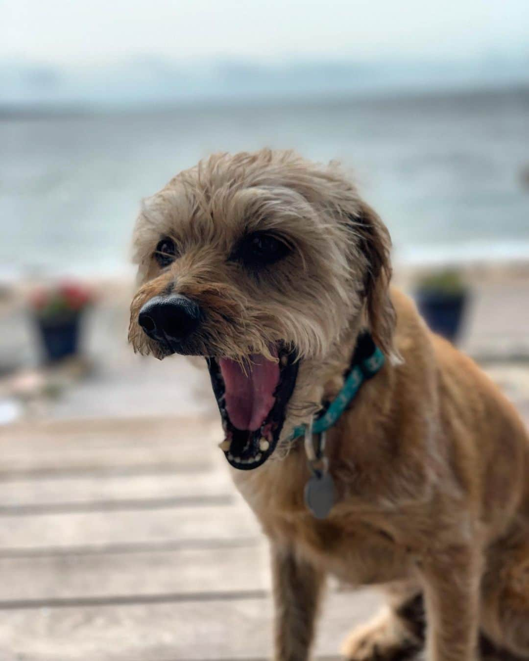 アレクサンドラ・ダダリオさんのインスタグラム写真 - (アレクサンドラ・ダダリオInstagram)「Levon, bored by every fancy beach I take him to」9月18日 8時58分 - alexandradaddario