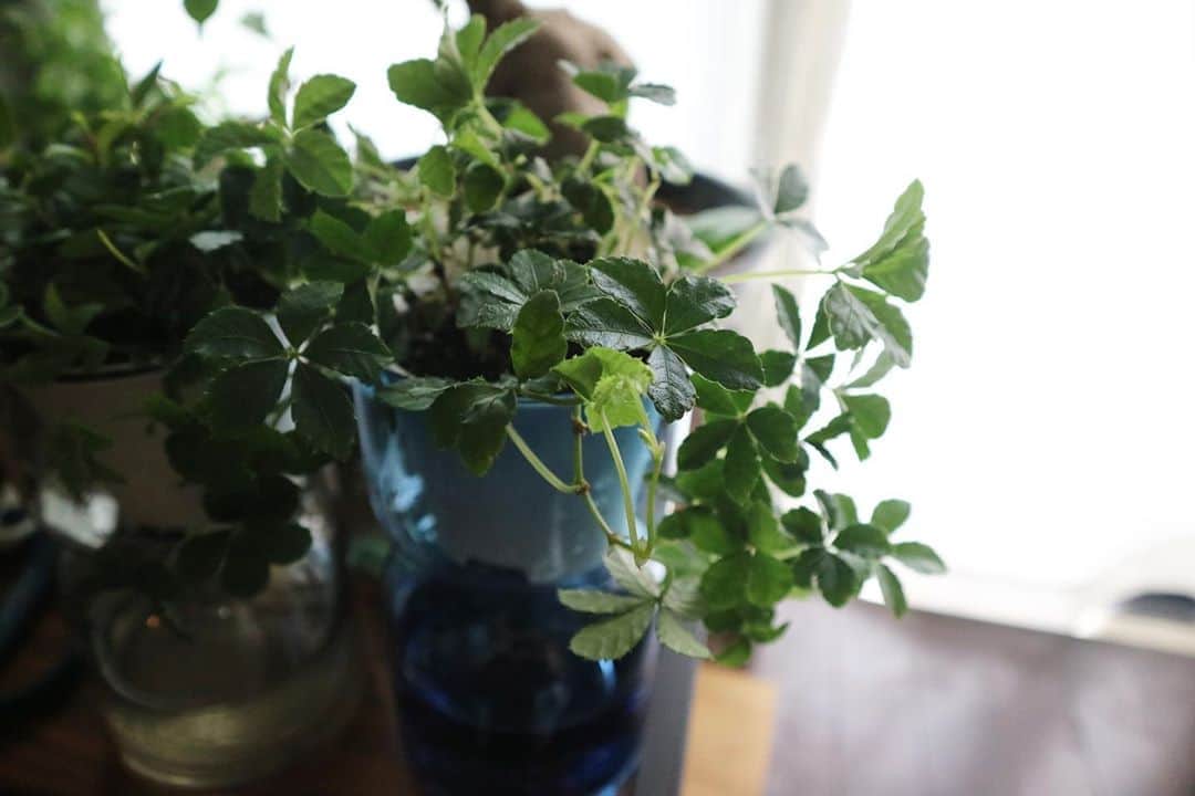 LOVEGREEN -植物と暮らしを豊かに。さんのインスタグラム写真 - (LOVEGREEN -植物と暮らしを豊かに。Instagram)「［届いたー🌿］ . シュガーバインとペペロミアの観葉植物セットが届きました。 . 気になって、スタッフも購入🌿 . 届いた植物は、新芽も出て生き生き✨ 梱包もしっかり💪 . ある程度、生長した来年は、植え替えかな🤔 . そしたら、ガラス瓶をフラワーベースにしたり球根の水栽培に使おうかなぁ〜😍と目論んでいます！ . #シュガーバイン#ペペロミア#人気の観葉植物#定番観葉植物#人気#育てやすい#観葉植物初心者#園芸初心者 #園芸用品 #園芸雑貨 #観葉植物 #観葉植物のある暮らし #グリーンのある暮らし #インドアグリーン #緑のある生活 #観葉植物初心者 #観葉植物が好き #シンプルな暮らし #シンプルライフ #暮らしを楽しむ #日々の暮らし #賃貸暮らし #マンション暮らし#植物のある暮らし #植物のある生活 #植物と暮らす #ベランダ #観葉植物インテリア #インテリア好き #インテリア植物 #インテリア」9月18日 9時03分 - lovegreen_official