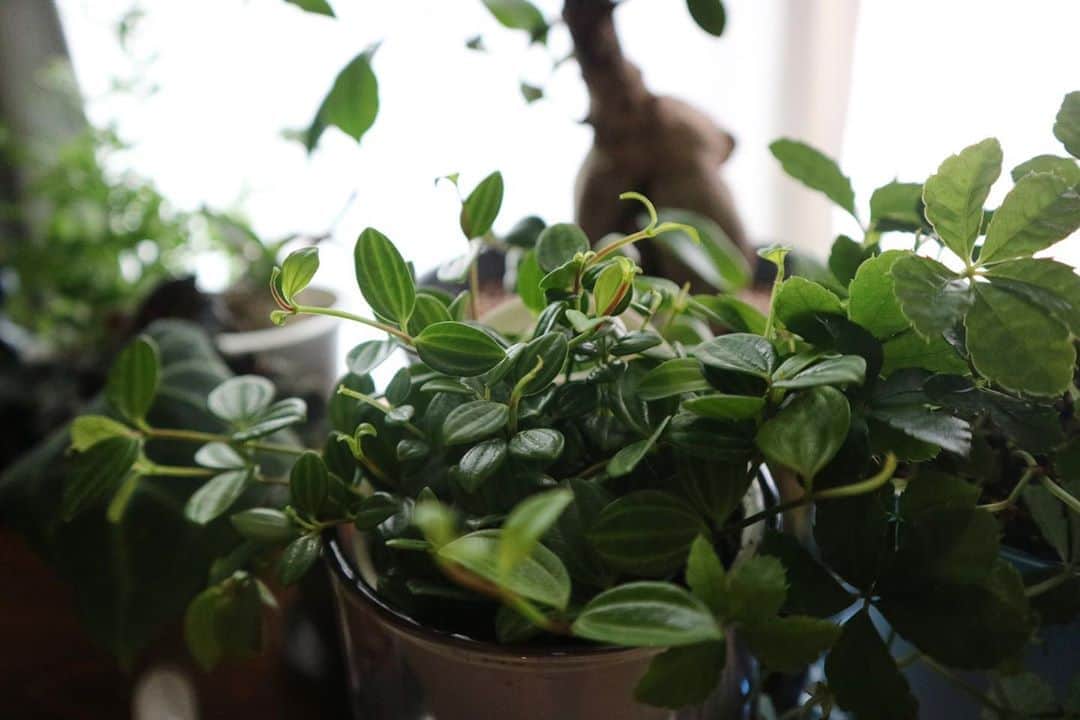 LOVEGREEN -植物と暮らしを豊かに。さんのインスタグラム写真 - (LOVEGREEN -植物と暮らしを豊かに。Instagram)「［届いたー🌿］ . シュガーバインとペペロミアの観葉植物セットが届きました。 . 気になって、スタッフも購入🌿 . 届いた植物は、新芽も出て生き生き✨ 梱包もしっかり💪 . ある程度、生長した来年は、植え替えかな🤔 . そしたら、ガラス瓶をフラワーベースにしたり球根の水栽培に使おうかなぁ〜😍と目論んでいます！ . #シュガーバイン#ペペロミア#人気の観葉植物#定番観葉植物#人気#育てやすい#観葉植物初心者#園芸初心者 #園芸用品 #園芸雑貨 #観葉植物 #観葉植物のある暮らし #グリーンのある暮らし #インドアグリーン #緑のある生活 #観葉植物初心者 #観葉植物が好き #シンプルな暮らし #シンプルライフ #暮らしを楽しむ #日々の暮らし #賃貸暮らし #マンション暮らし#植物のある暮らし #植物のある生活 #植物と暮らす #ベランダ #観葉植物インテリア #インテリア好き #インテリア植物 #インテリア」9月18日 9時03分 - lovegreen_official