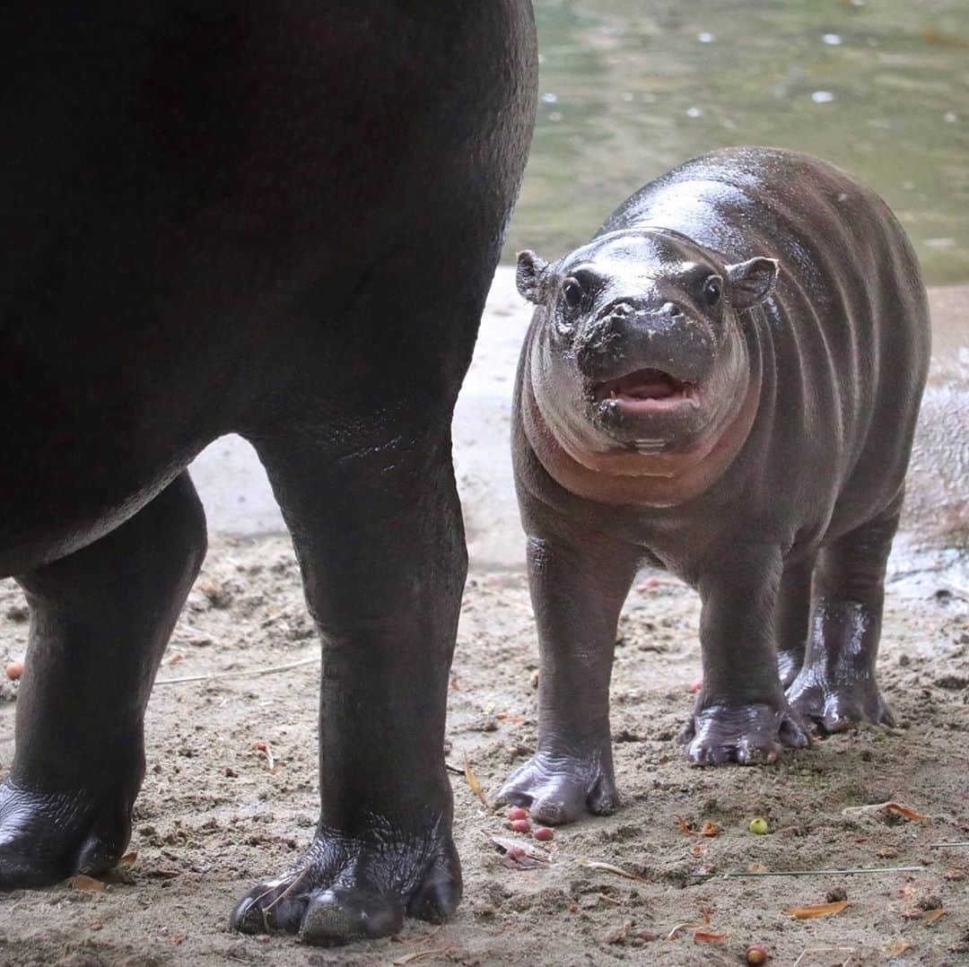 のインスタグラム：「Throwing it back to Akobi's early days of heart-melting. Not only is the pygmy hippo much smaller than the common river hippo, but it's much more rare. These pygmy taters are found only in the interior forests in parts of West Africa, mainly confined to Liberia, with small numbers in the neighboring countries of Sierra Leone, Guinea, and the Ivory Coast. As a shy, nocturnal herbivore, the pygmy hippo eluded Western science until 1840. Little is known of its habits in the wild, but lots is known about Akobi's adorableness. #EndangeredSpecies #PygmyHippo #TaterTot #SanDiegoZoo 📷 Liz Sauer」