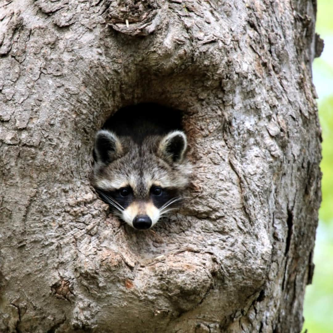 アメリカ内務省さんのインスタグラム写真 - (アメリカ内務省Instagram)「Relatable content: Highly inquisitive and often nocturnal, raccoons are drawn to shiny objects and anything that can be eaten. These masked mammals have a diverse diet and will eat nearly anything, including human trash. Their sensitive paws and nimble toes help them probe under rocks, in crevasses, and even open lids and latches. One of the most widespread mammals in North America, these resourceful animals have adapted to live in forests, mountainous areas, coastal marshes and even urban centers. Even though they are cute, please remember #raccoons are wild and do not approach them. Photo at Delaware Water Gap National Recreation Area (@DelWaterGapNPS) by Kent Sweigert, National Park Service volunteer. #Pennsylvania #wildlife #usinterior」9月18日 9時10分 - usinterior