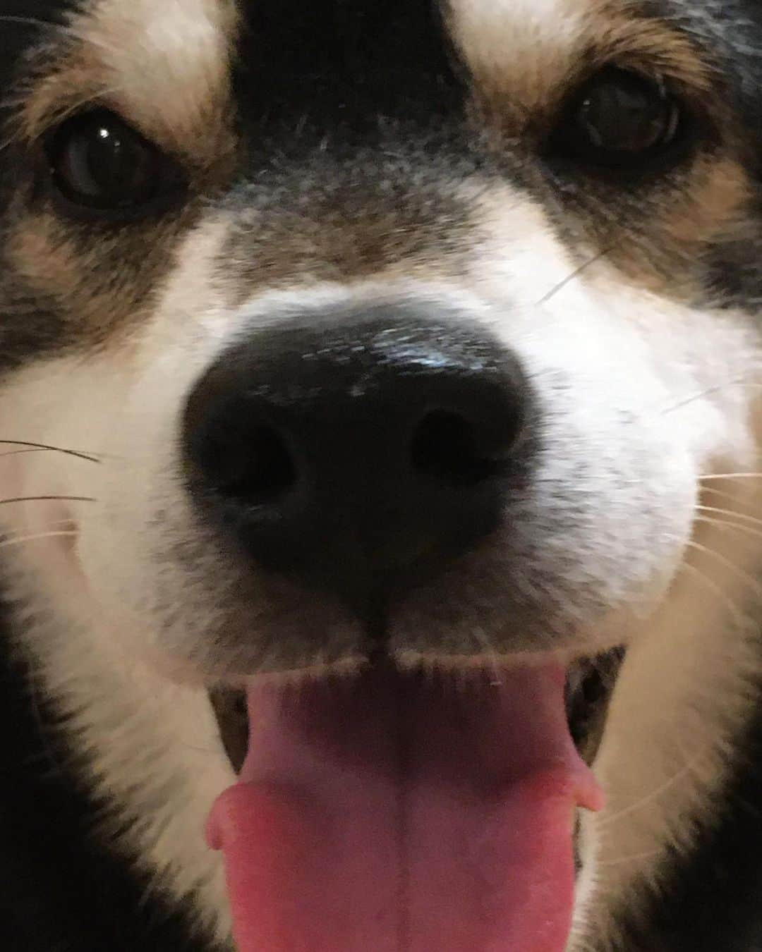 のインスタグラム：「おやつを持っていると寄ってくる… ・ #顔いっしょじゃん #わんだふるjapan#犬バカ部#いぬら部 #マロン#犬のいる暮らし#しばいぬ #柴犬#黒柴#日本犬#どアップでやんす #黒トリュフ付いてます」