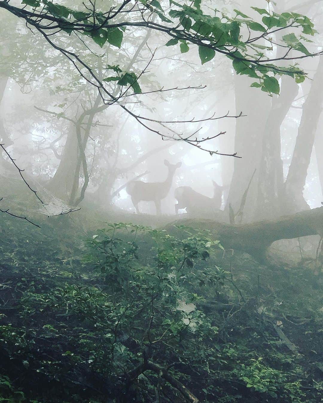 東出真緒さんのインスタグラム写真 - (東出真緒Instagram)「シンペイさんと秩父 三峰神社⛩ こういうのはご縁だ。 久しぶりの登山🏔奥宮まで 霧が出て気持ち良かった〜 なんと野生のシカ兄弟🦌にも出会えたから やっぱご縁だわ〜 野生の顔してた。 . 服装被りすぎて笑った♠️ . #三峰神社 #秩父 #鹿」9月18日 9時48分 - mao_bigmama_vn