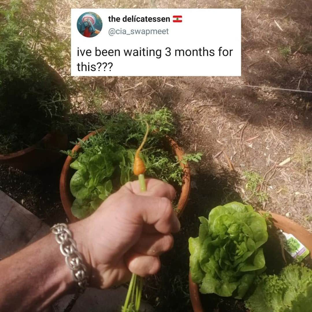 9GAGさんのインスタグラム写真 - (9GAGInstagram)「angery! #gardening #9gag #carrot」9月18日 10時08分 - 9gag