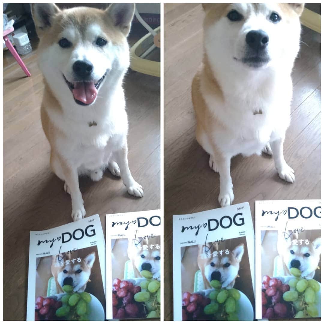 柴犬⭐️サスケのインスタグラム：「おはわん #pecoいぬ部 #茶助#表紙#世界に1冊だけ#秋#シャインマスカット#柴犬#赤柴#クリアファイル#わんだフォ #犬ら部 #ふわもこ部 #shibagram #shibastagram #🐶📷」