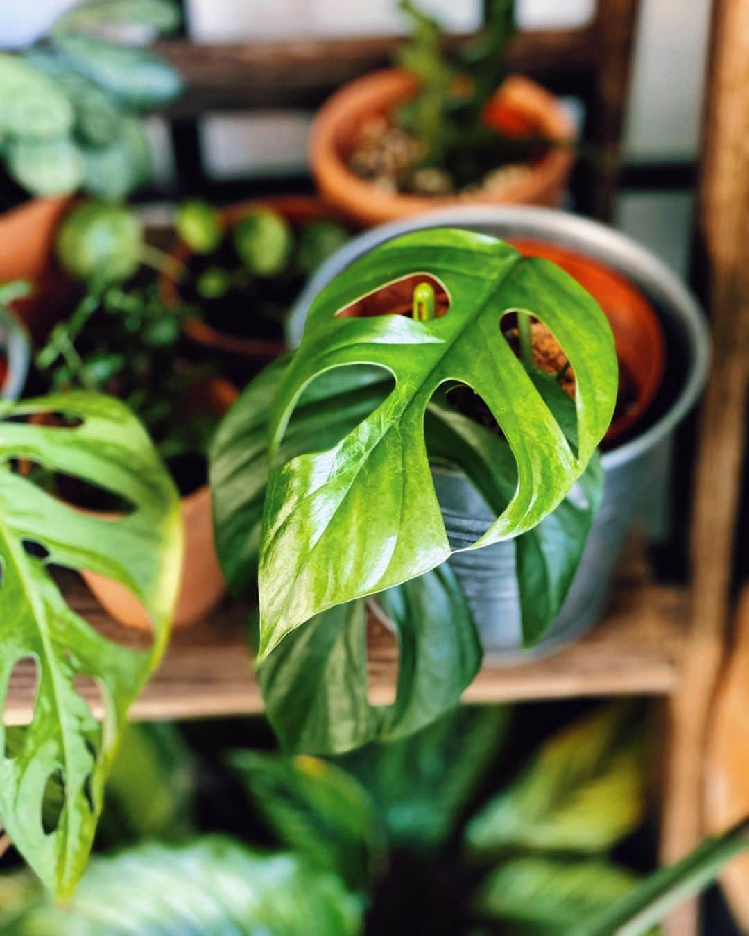 鄭碧瑩のインスタグラム：「Baby Rhaph from @gg_cpl seems to be doing well so I better capture this moment in case things go south in future.  Happy Friday! 🌿🌱🍀🍃 . . . . .  #plantstagram #plantsofinstagram #houseplants #plantsmakepeoplehappy #botanical #instaplants #plants #foliage #leaf #plantflife #springintoplants #plantlady #plantpotters #crazyplantlady #houseplantclub #helloplantlover #plantshelfie #houseplantsofinstagram #houseofplantlovers #junglecollective #vsco #vscogram #vscocam #vscogrid #vscoplants #gardeningsg #urbanjunglebloggers #sgplantclub #plantnerd #rhaphidophoratetrasperma」