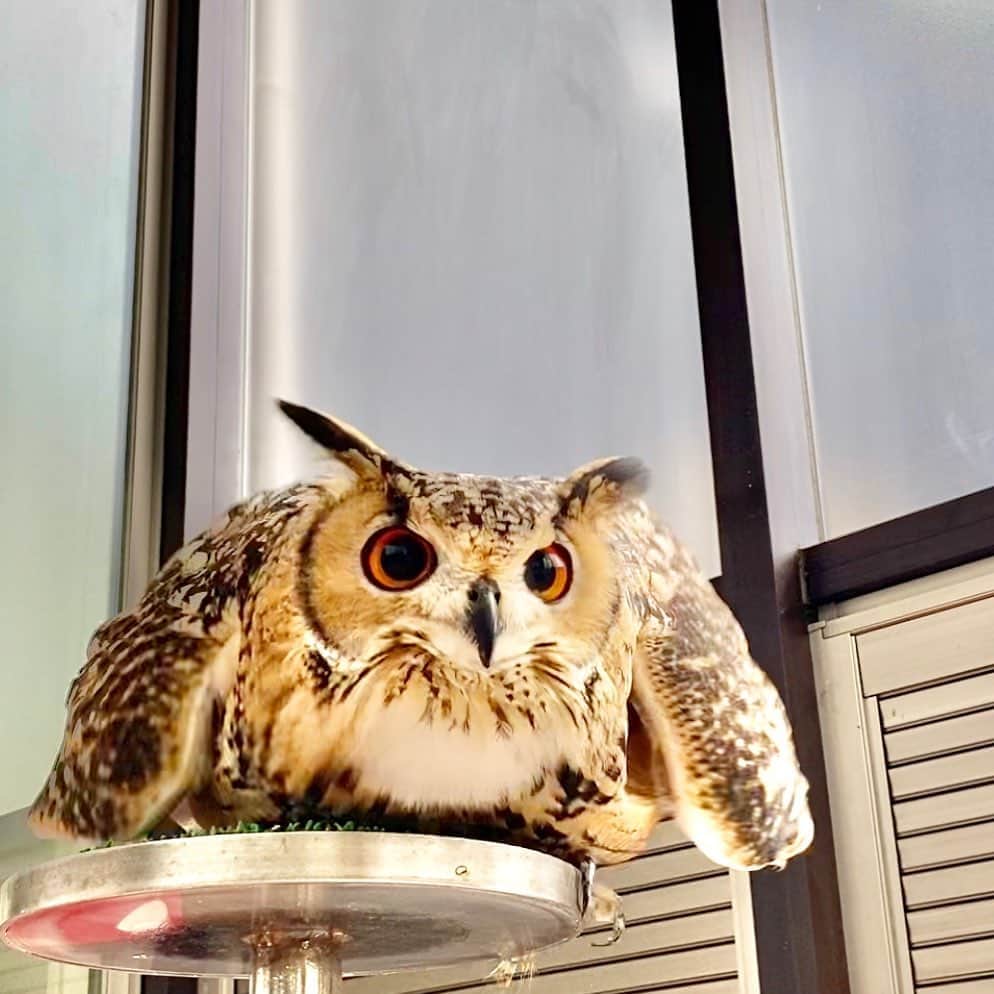 GEN3 Owlのインスタグラム：「敵だ！伏せろ！！ Enemy! Down!! #owl #owlgaru」