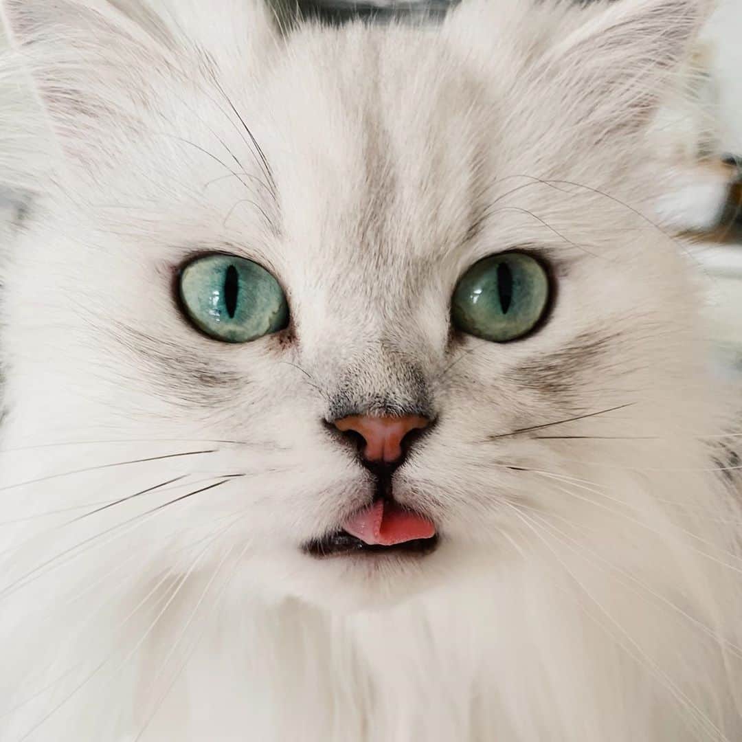 후추네큰언니のインスタグラム：「혓바닥 이로케 되는 사람 🙋‍♀️ . . . . . #후추  #고양이  #냥스타그램 #캣스타그램  #Hoochu #Hoochuthecat #cat #cats #catstagram #catsofinstagram #topcatphoto #bestmeow #ilovecat #cute #fluffy #petstagram #instacats」