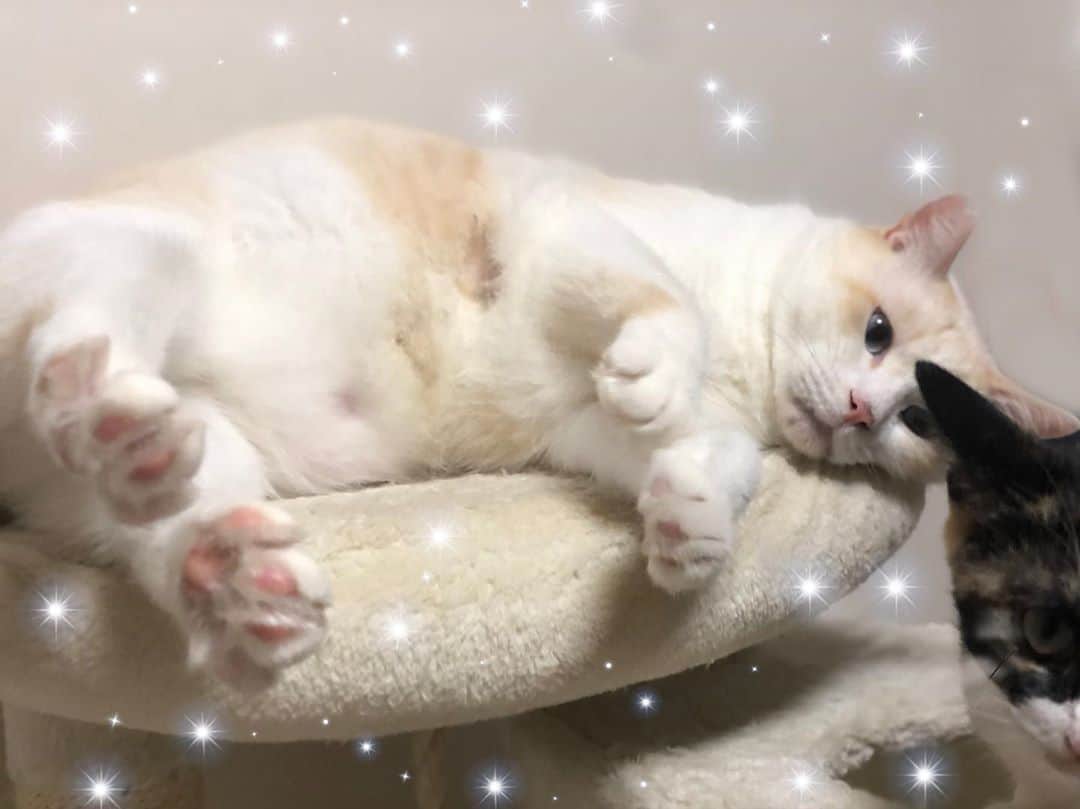 Leoさんのインスタグラム写真 Leoinstagram おもち 猫スタグラム ねこすたぐらむ 猫のいる暮らし 猫との暮らし 猫好きさんと繋がりたい 保護猫 サクラカット 桜カット ハートカット 白猫 クリーム猫 デブ猫 三毛猫 Cattos Cats