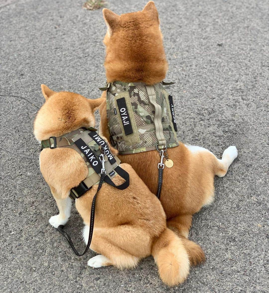 shibainu berryさんのインスタグラム写真 - (shibainu berryInstagram)「Break of the walk🐻🦊💕 ・ "Oyaji" is… typical Japanese lazy dad , lovely ugly old guy , old farts , middle aged man 😂👍 "Oyaji" literally translates to father, but it also has a lot of other meanings. In my case I call Berry an "oyaji" to mean he is like those lazy old dads at home who watch tv while scratching his butt or come home drunk and fall asleep before reaching the bed.🐻🍺😪😂 ・ "Jaiko" is the younder sister of a strong boy whose name is Jaian in the Japanese famous anime called Doraemon.Shi is also strong and has  a loud voice although she is charming when she is with a boy she likes🥰❣️😂 ・ 今朝の散歩〜 ①②見つめ合う🐻🦊💕 ③鳥見てる ④休憩第2段😅 お尻くっついてる❤️ ⑤耳カイカイ 後ろ姿萌え🤤🤤 ⑥べりやんお先に車に戻り、むくみ暴走タイム🦊💨虫追いかけて遊んでました〜 #❤️迷子犬の掲示板四国 @maigo_dog_shikoku #めざせ迷子犬ゼロ👌 #柴犬 #べりやん #べりむく #多頭飼い #徳島 #berry #shiba #shibainu  #shibainumania #shibastagram #instashiba #ぷにっと部 #口角キュキュッと部  #チーム俺様 →部員絶賛募集中 #shiba_snap #proudshibas #west_dog_japan #サンデイ #instagramjapan #ふわもこ部 #pecoいぬ部 #pecotv #buzzfeedanimals #dogsofinstagram #9gag  @9gag @barked」9月18日 11時30分 - shibainu.berry