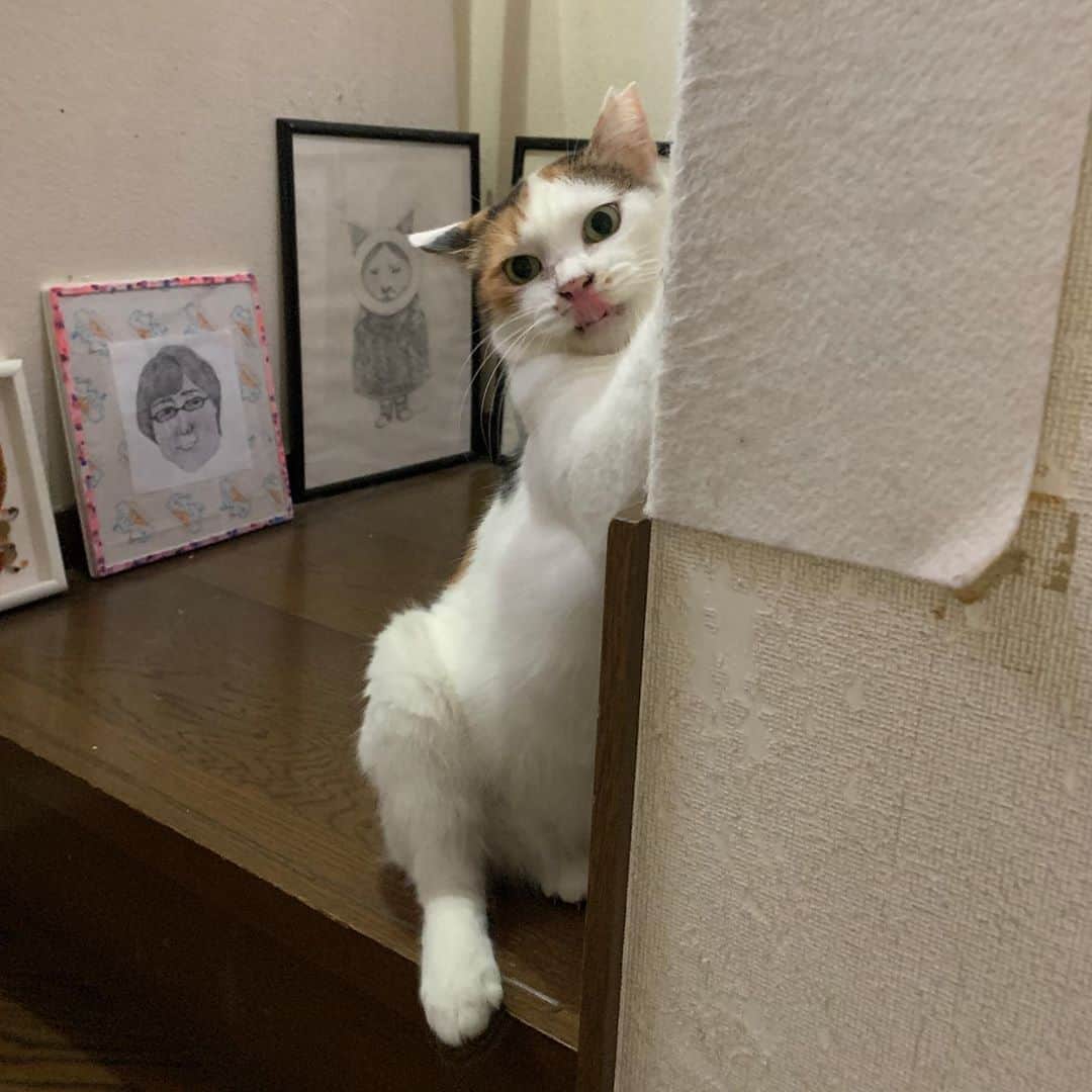 Kachimo Yoshimatsuさんのインスタグラム写真 - (Kachimo YoshimatsuInstagram)「バリバリバリバリ。 壁で爪研がないで〜！！！！ #うちの猫ら #oinari #mikeko #猫 #ねこ #cat #ネコ #catstagram #ネコ部 http://kachimo.exblog.jp」9月18日 11時49分 - kachimo