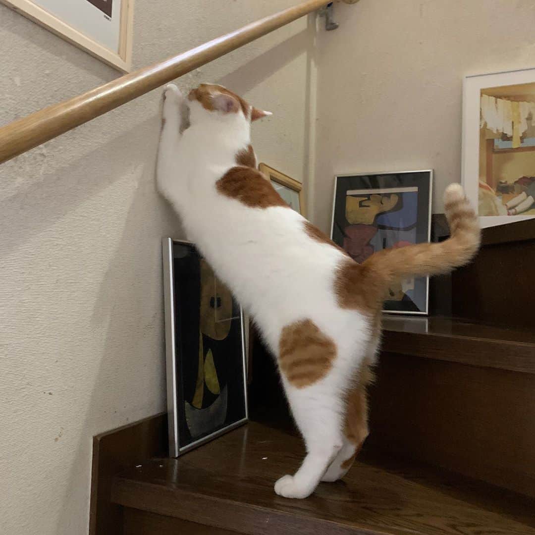 Kachimo Yoshimatsuさんのインスタグラム写真 - (Kachimo YoshimatsuInstagram)「バリバリバリバリ。 壁で爪研がないで〜！！！！ #うちの猫ら #oinari #mikeko #猫 #ねこ #cat #ネコ #catstagram #ネコ部 http://kachimo.exblog.jp」9月18日 11時49分 - kachimo