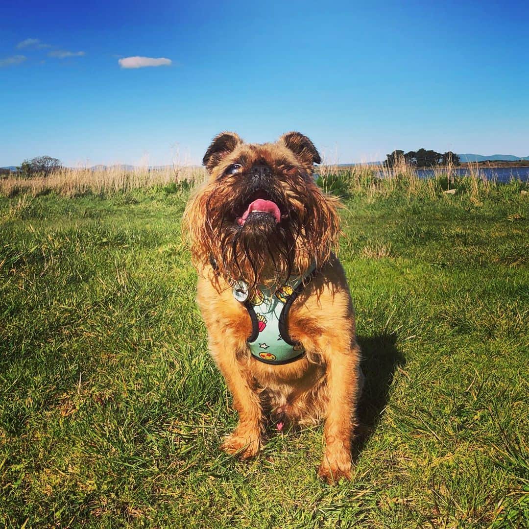 Digby & Aloのインスタグラム：「New house = new walks! Looks like this one met his very high standards.」