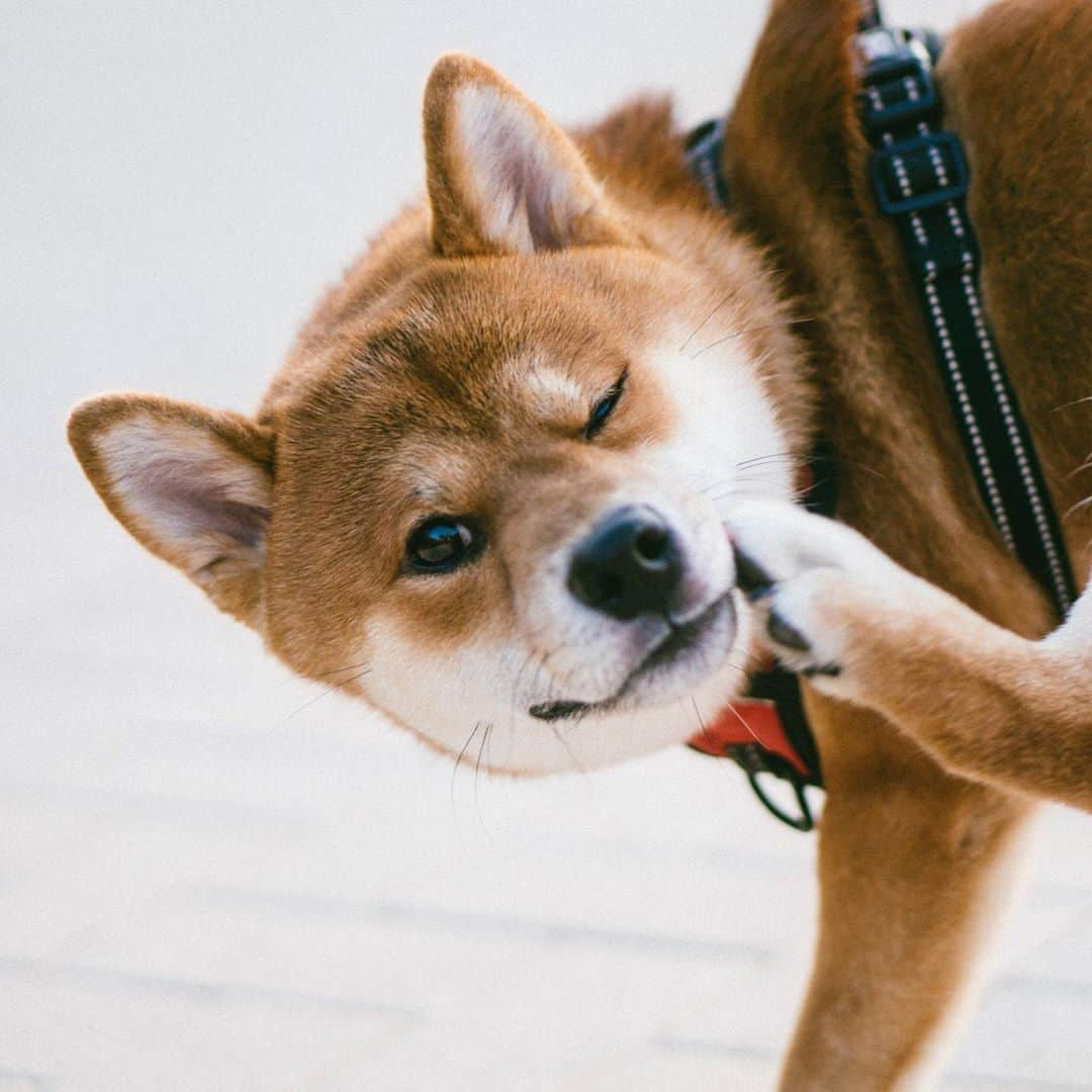 Naokoのインスタグラム：「📕new issue📕 * 昨日に続きまして、、📷✨  お台場を散策中、見かけた柴犬を撮影させてもらいました。飼い犬ではないのでこちらをなかなか見てくれなかったりと思うように撮影できないなか、動物にも対応した瞳AF機能があるので試してみたところ、動いても瞳を追随、自動でピント合わせをしてくれました。咄嗟のタイミングでも高速連写を使いながら瞳AF機能で可愛い表情を逃すことなく撮影。高速連写でシャッターチャンスを逃さず、愛犬・愛猫の表情をグンと可愛く残せるはずです。  #PR #タイアップ #Sony #α6100　#α6400 #写真ライフ　#ショートトリップ #スローフォト」